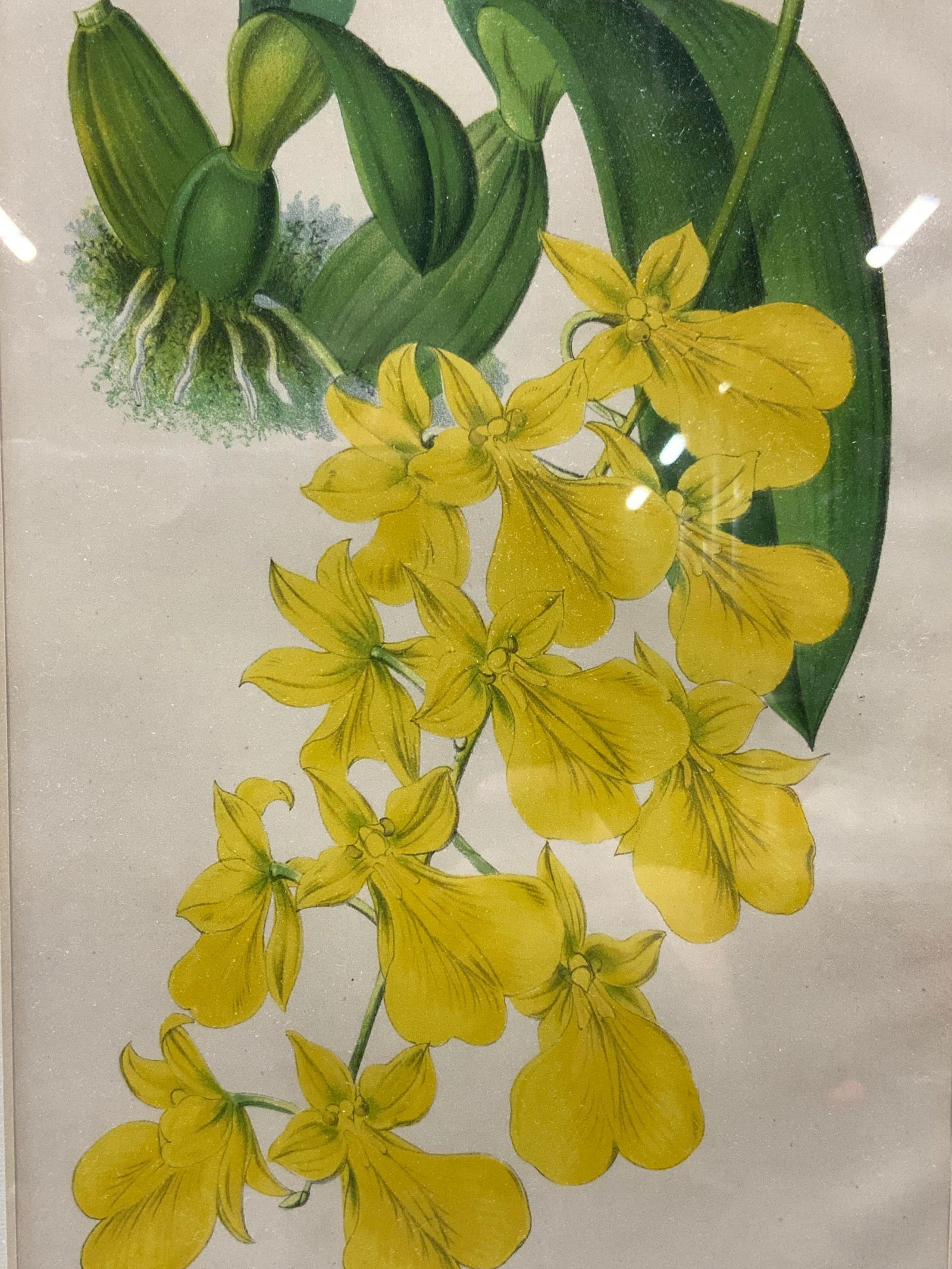 Antq L.Linden Botanical Chromolithograph (1 of 8)