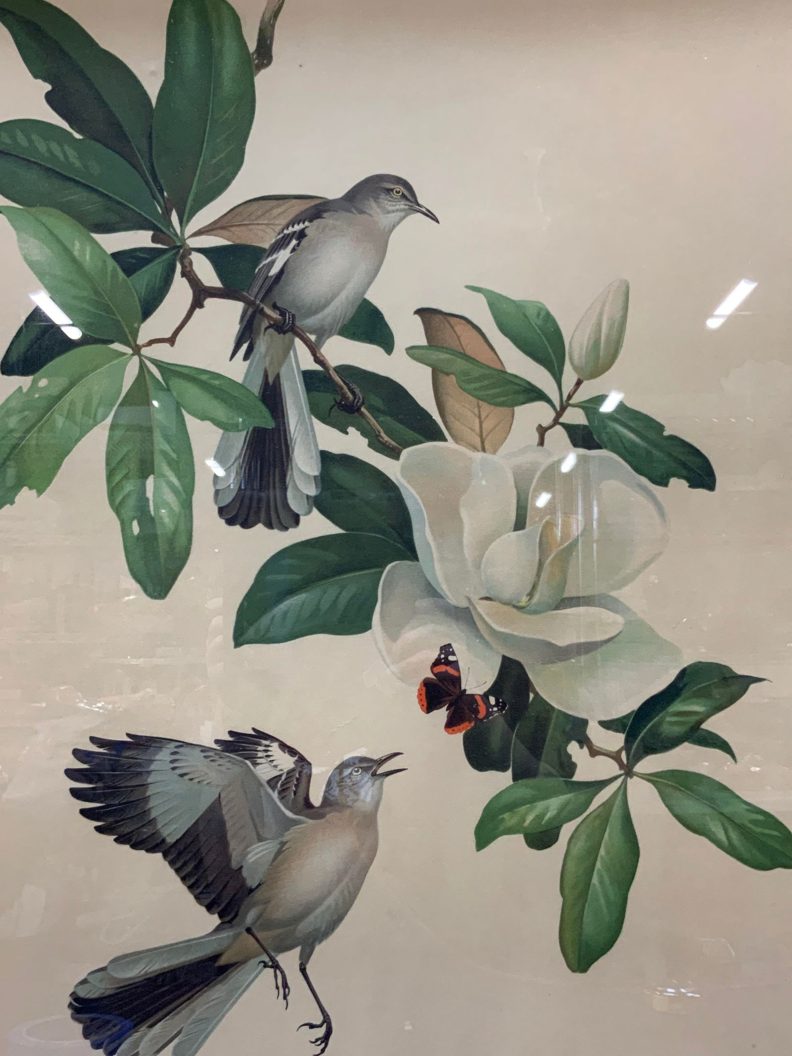 Roger Peterson Mockingbird Ornithology Litho (1 of 9)