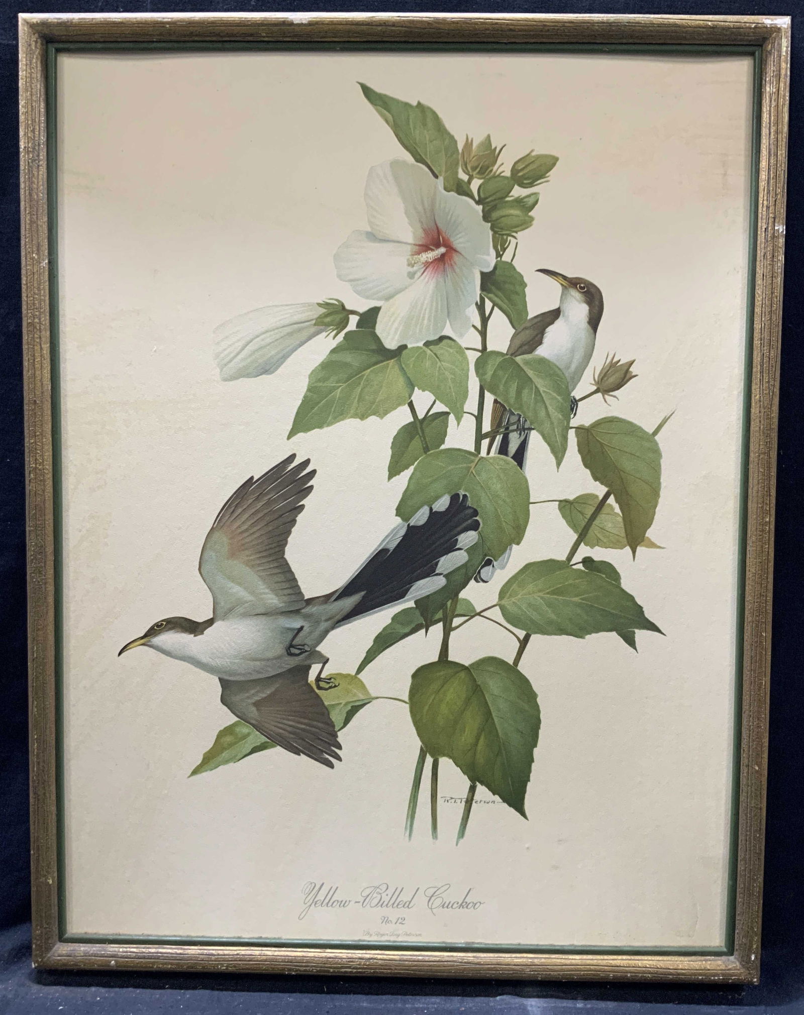 Roger Peterson Yellow Billed Cuckoo Litho (1 of 9)