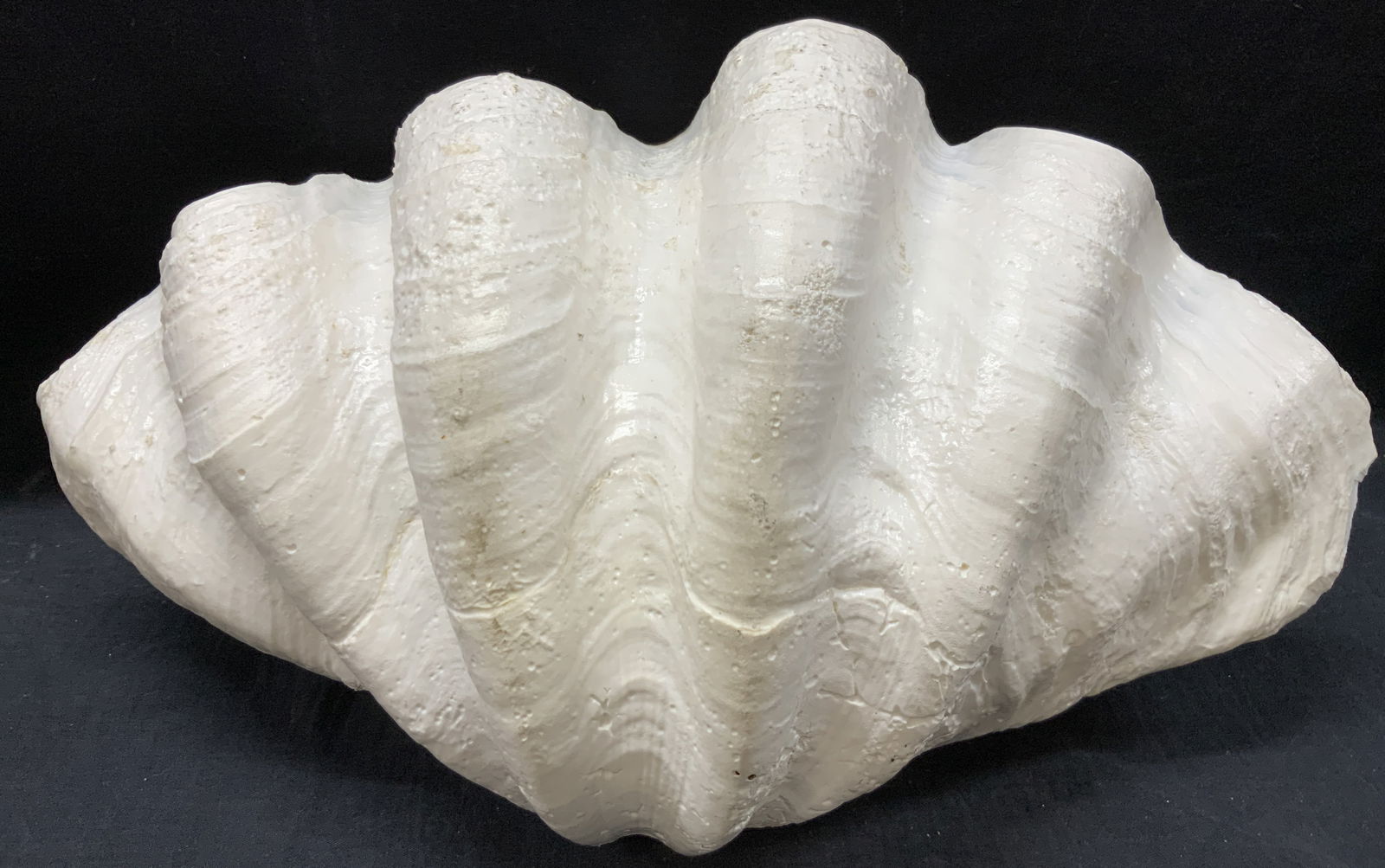 18 Inch Wide Clam Shell (1 of 9)