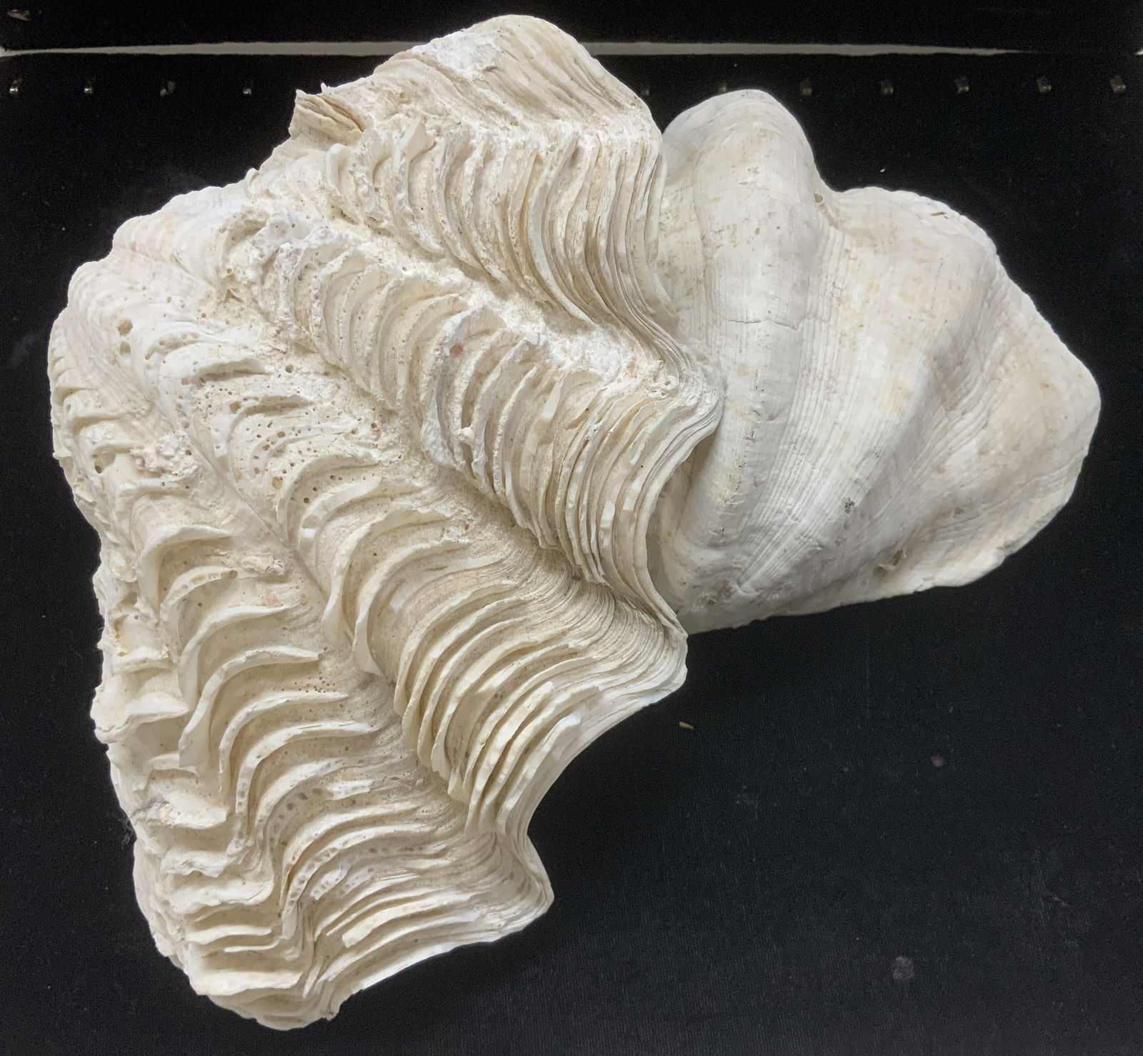 Pair South Pacific Sea Clam Shells (1 of 7)