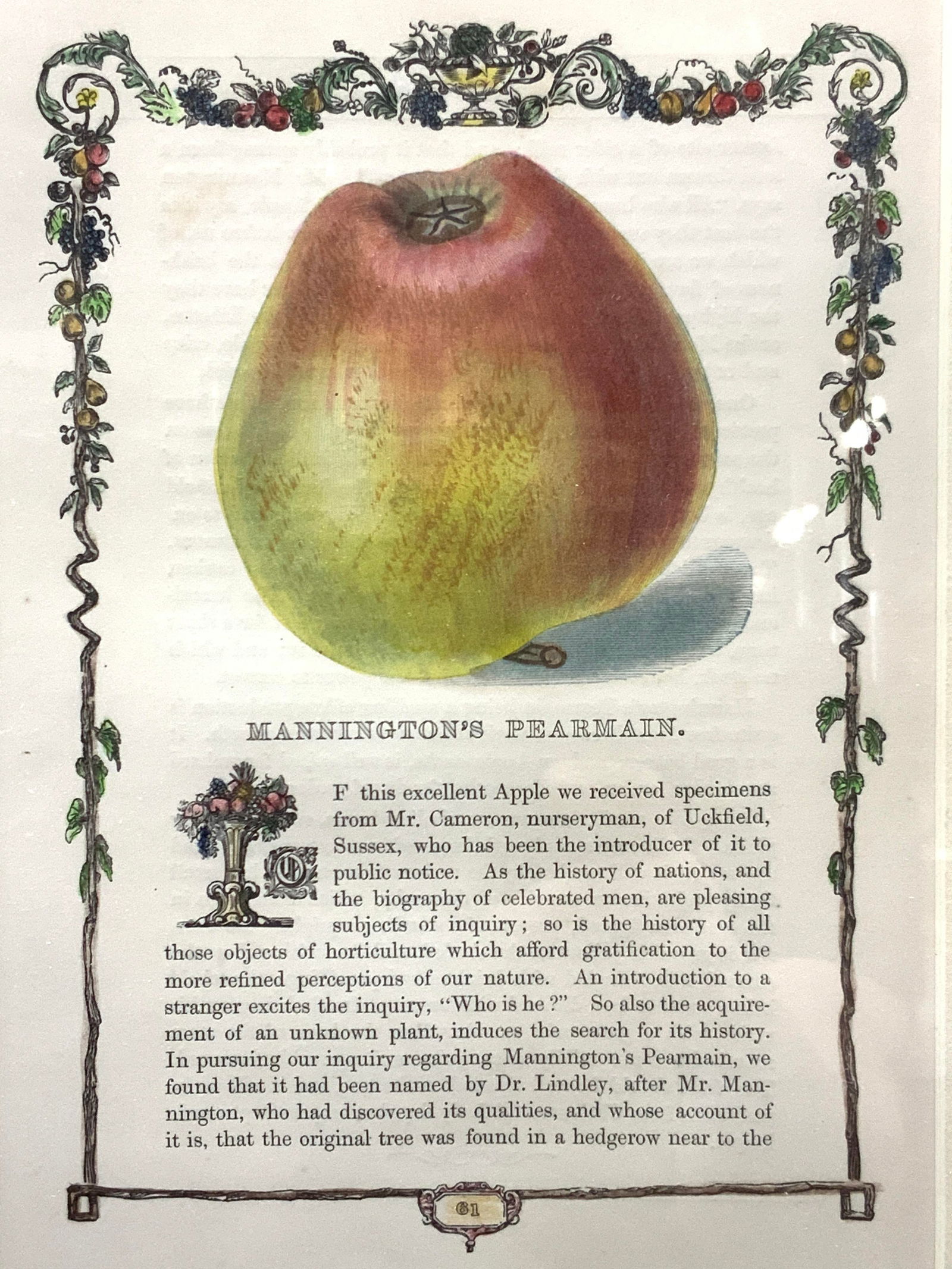 Vtg Hand Colored Apple Chromolithograph (1 of 9)