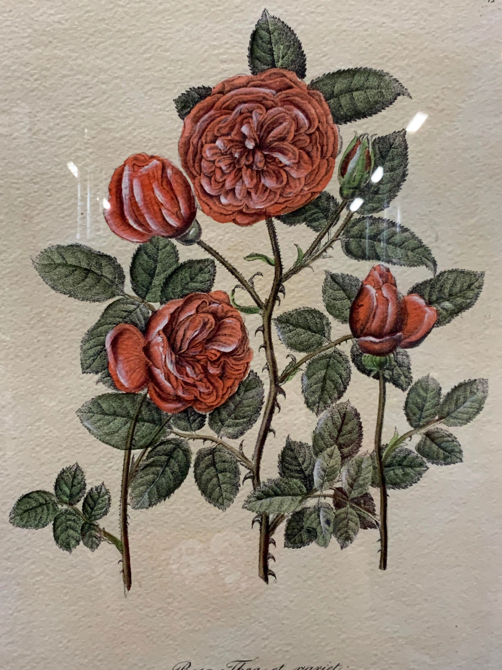 Rose Thea Botanical Plate Etching (1 of 7)