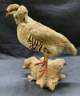 Vintage Taxidermy Partridge Bird Display: Vintage taxidermy bird display on wood. Brown feathers with stripes. Appears to be a partridge. Measures approx. 12 inches long and 13 inches tall. Neck needs repair. Taxidermy, vintage
