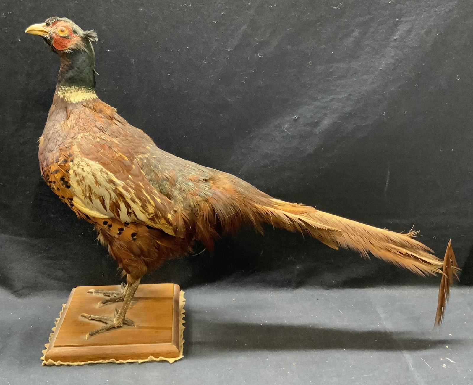 Vintage Taxidermy Pheasant Display (1 of 8)