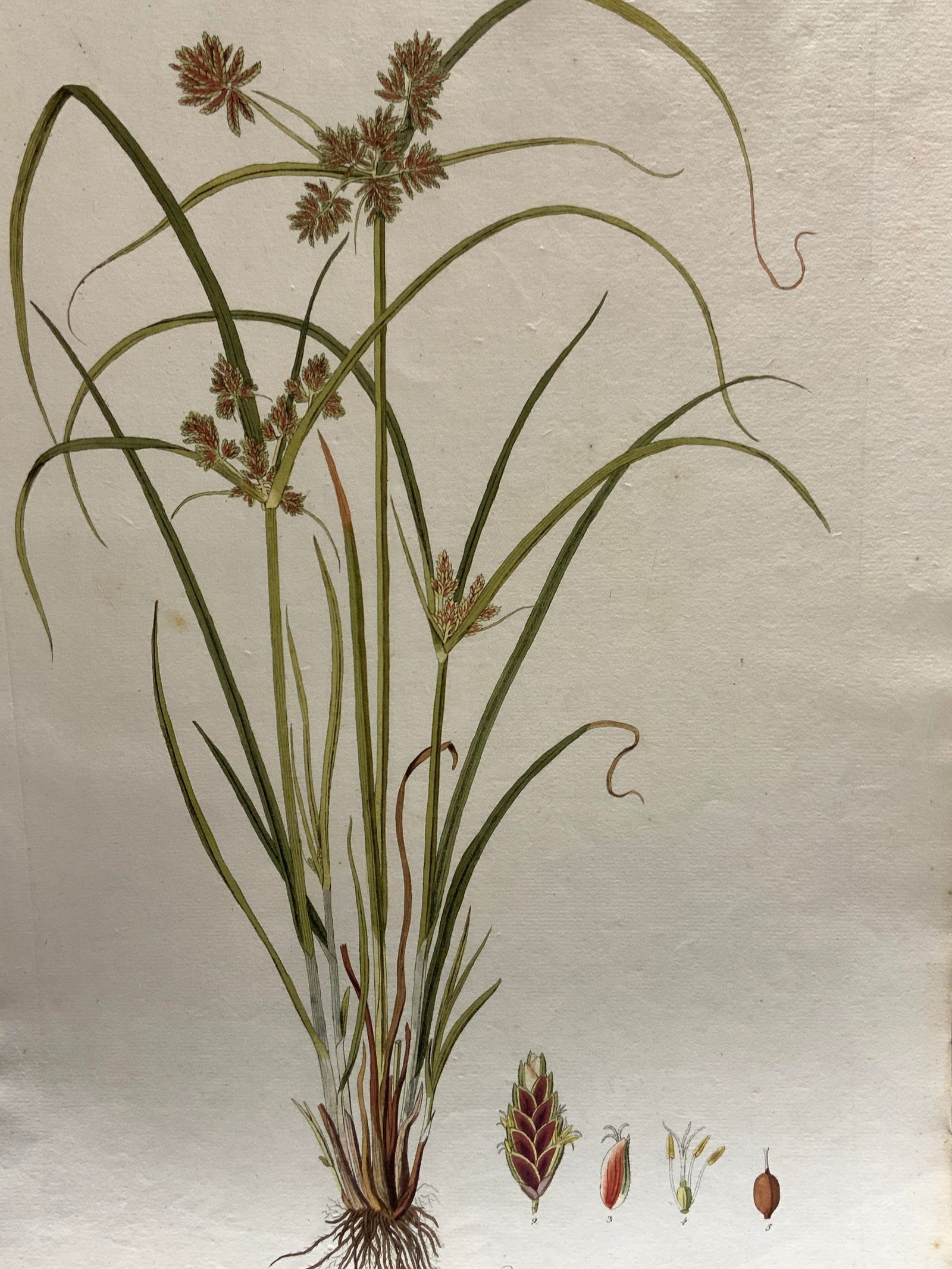 Vtg Botanical Full Color Engraving (1 of 9)