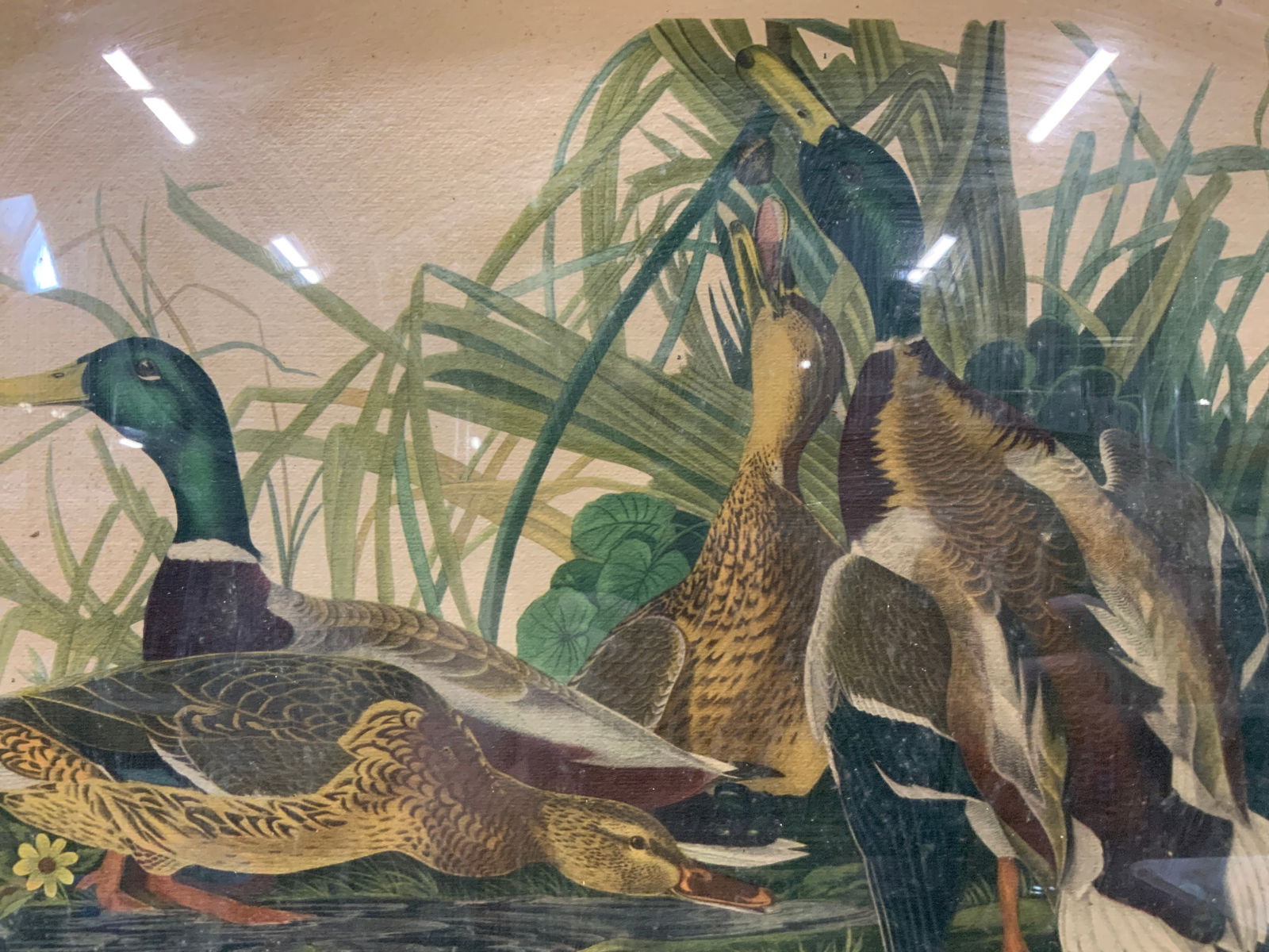 James Audubon Mallard Ducks Plate 221 Litho (1 of 9)