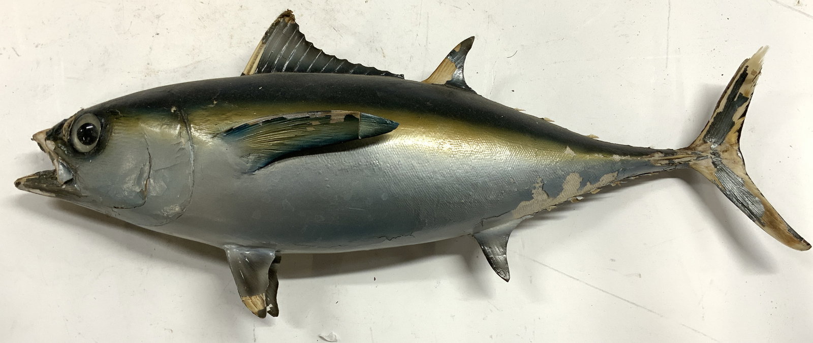 Vintage Half Mount Tuna Fish (1 of 6)