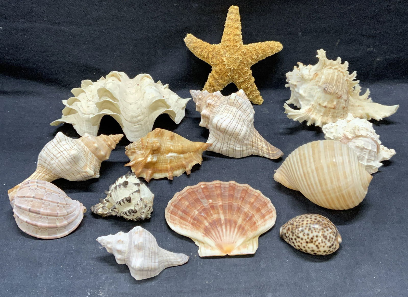 Group 13 Seashells & Starfish Specimens (1 of 9)