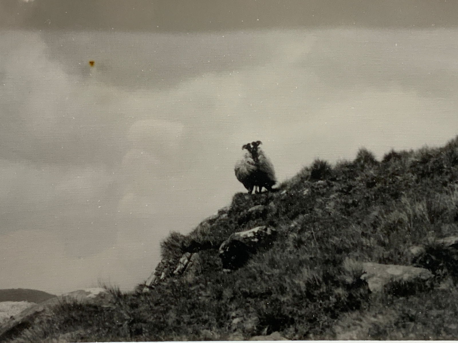 Black & White Sheep Photograph, 1981: Black and white photograph of a sheep on a mountain, marked 1981 on backside, Framed in a silver toned metal frame with white mat board, approx 11 x 14 inches window measures 3.25 x 5.5 inches Minor w