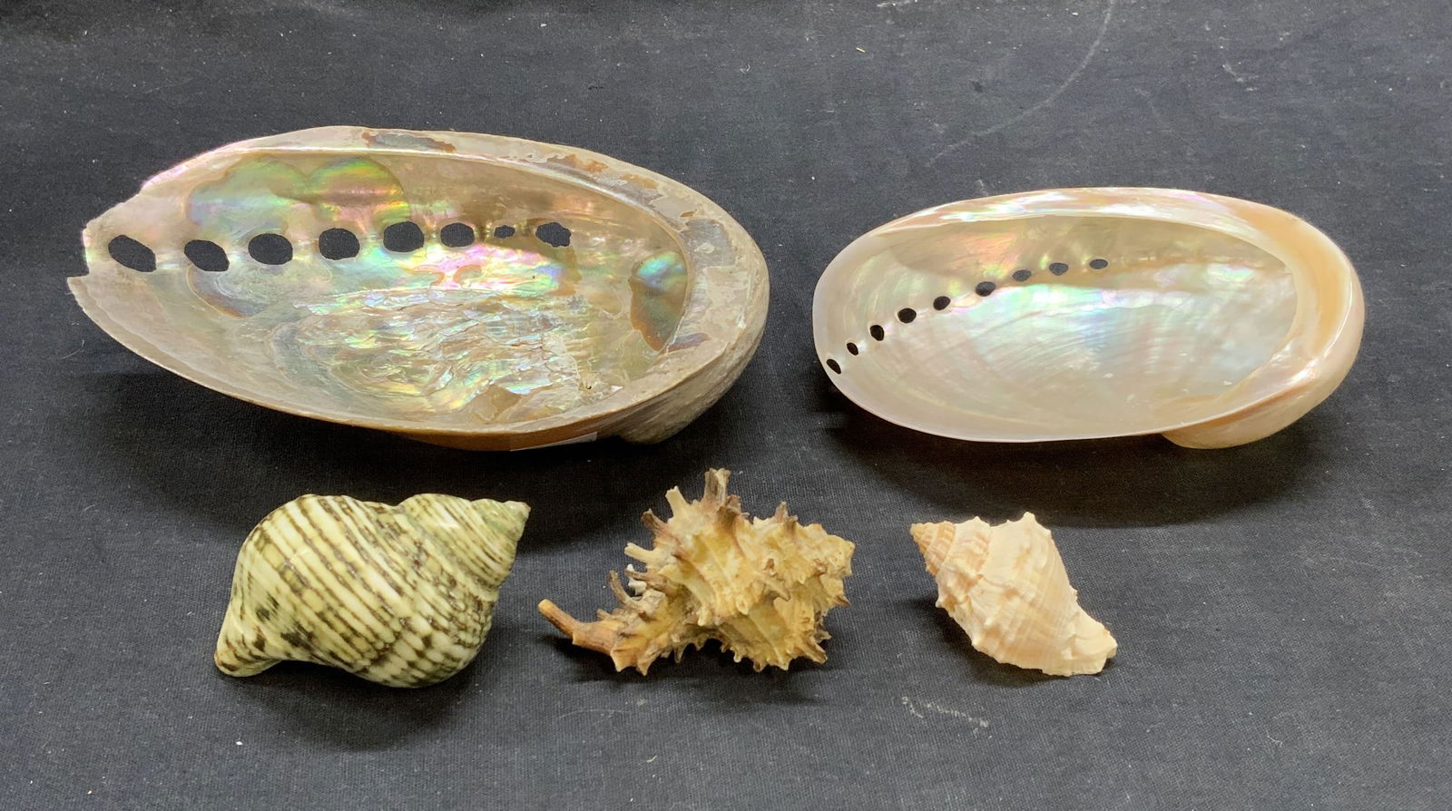 Lot 5 Seashell Specimens (1 of 7)