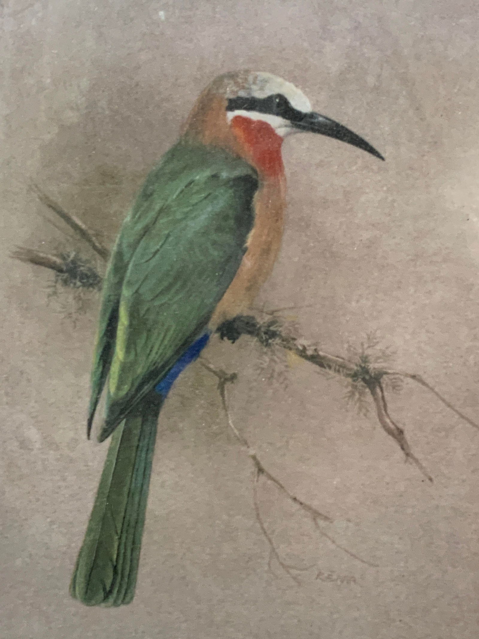 Vtg White Fronted Bee Eater Bird Lithograph (1 of 8)