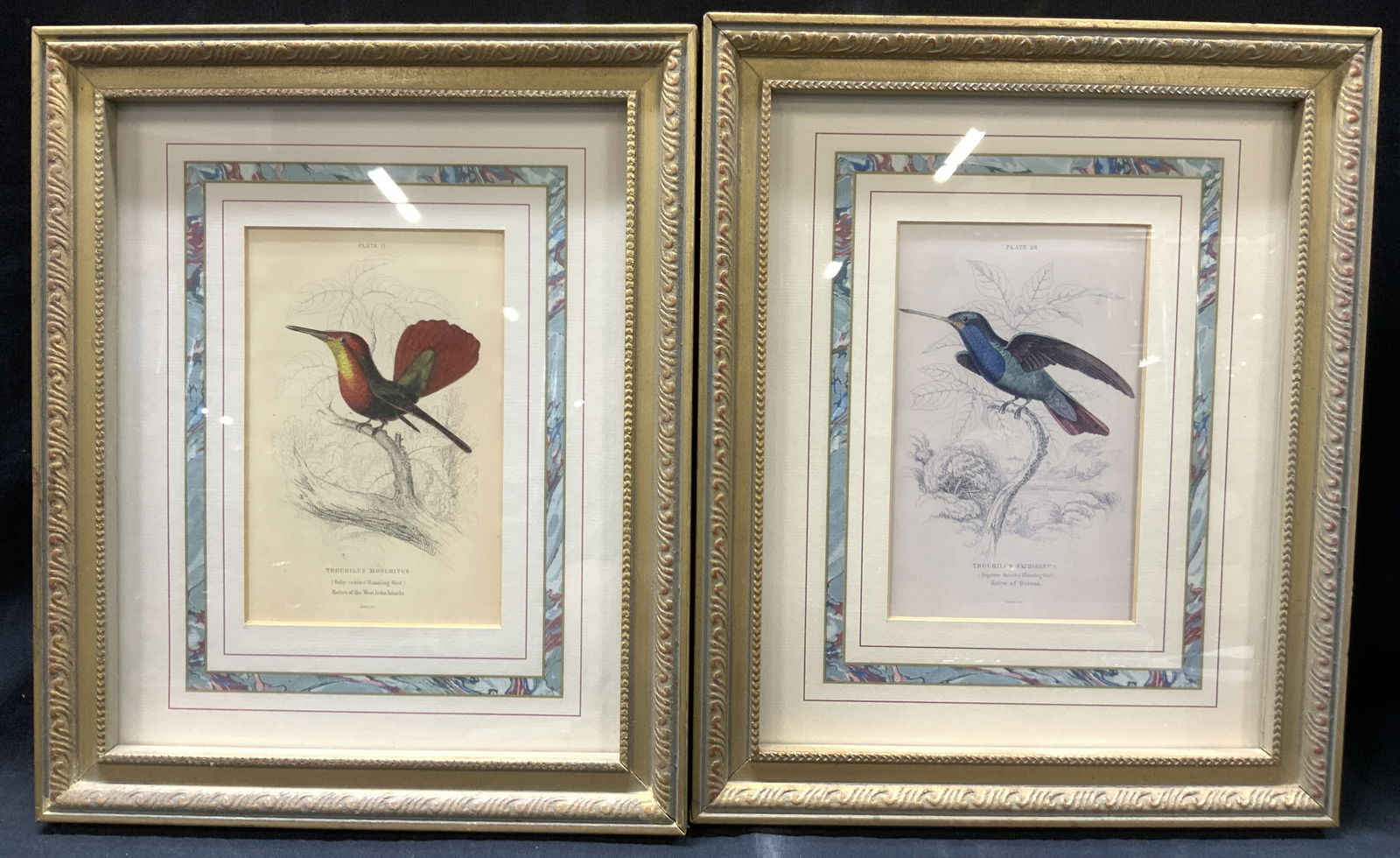 Lot 2 Vtg Humming Bird Ornithology Lithos (1 of 9)