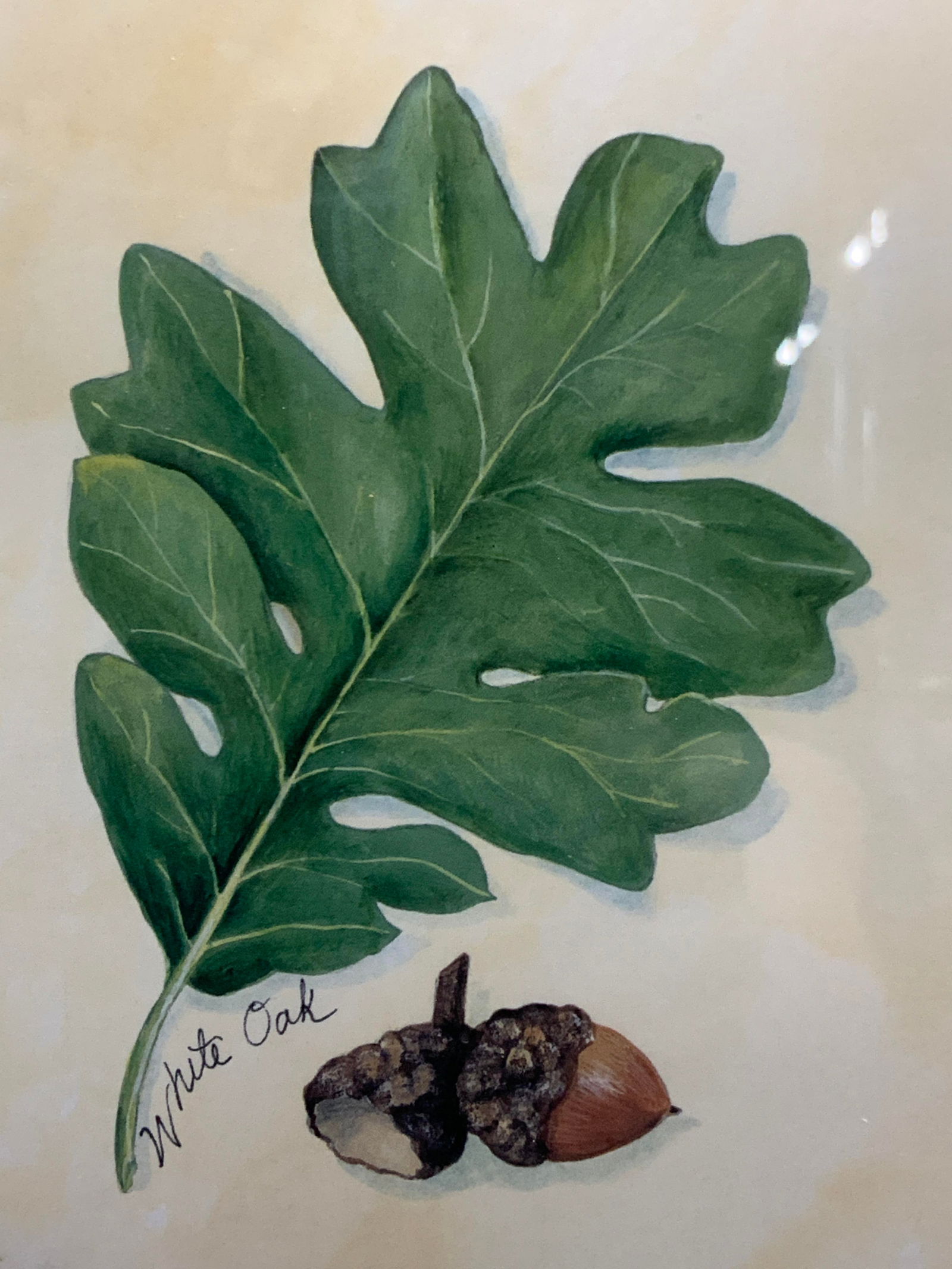 White Oak Leaf & Acorn Lithograph (1 of 6)