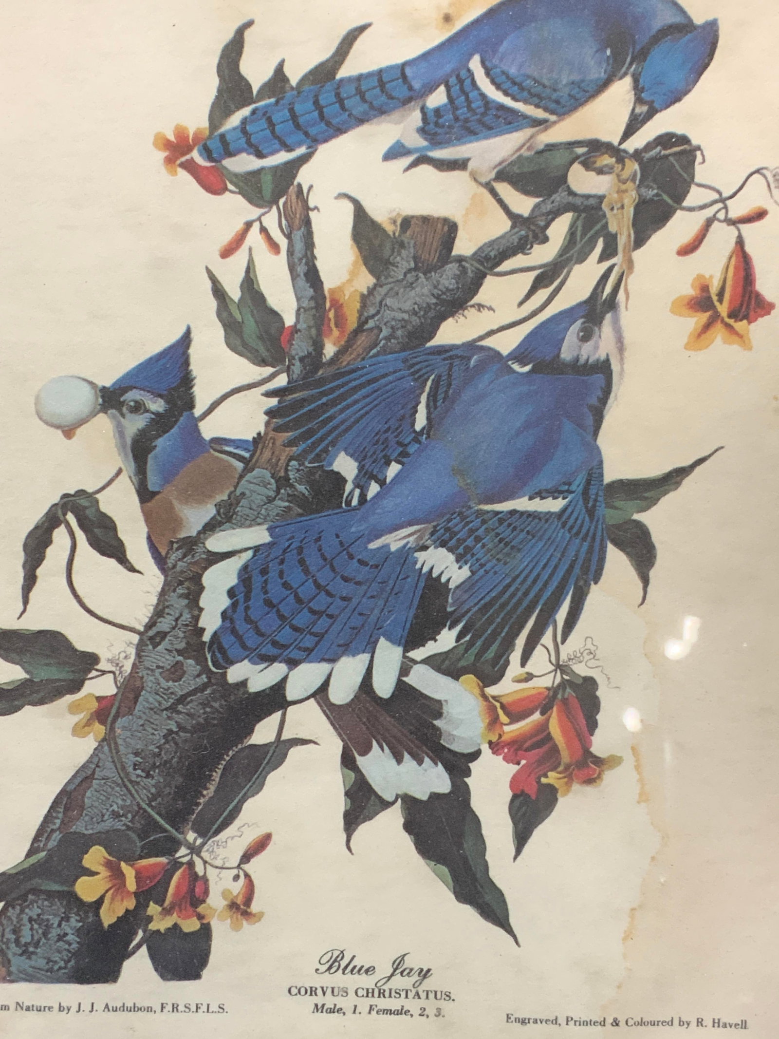 H.Havell Blue Jays Vtg Lithograph: Vintage lithograph of blue jays eating an egg in a nest. Marked engraved, printed and colored by H.Havell Framed in a black wooden frame approx,10 X 8 inches window measures 8.5 x 7 inches. Evident di