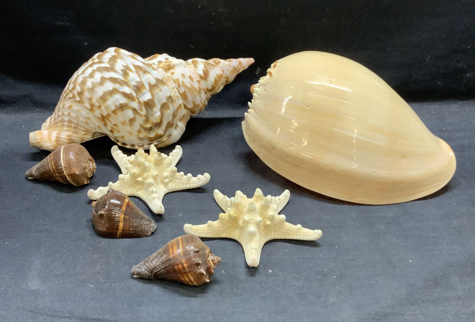 Lot 7 Shell & Starfish Specimens (1 of 7)