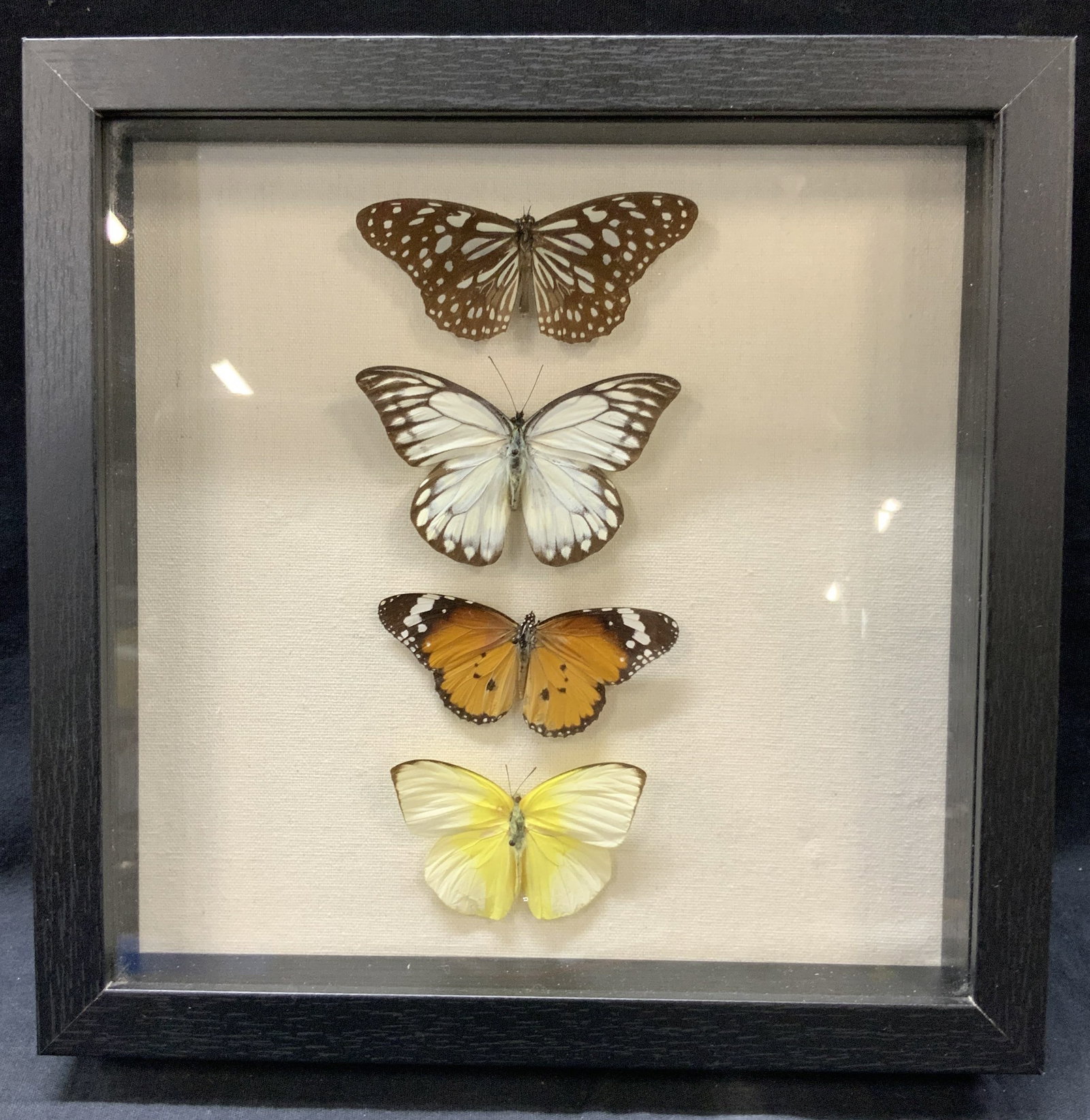 Brooklyn Taxidermy Pinned Butterflies: Marked on backside Brooklyn Taxidermy, with four pinned butterflies on canvas backing. Framed in a black wooden frame, approx 10 x 10 inches window measures 8.5 x 8.5 inches Moderate wearing to wooden