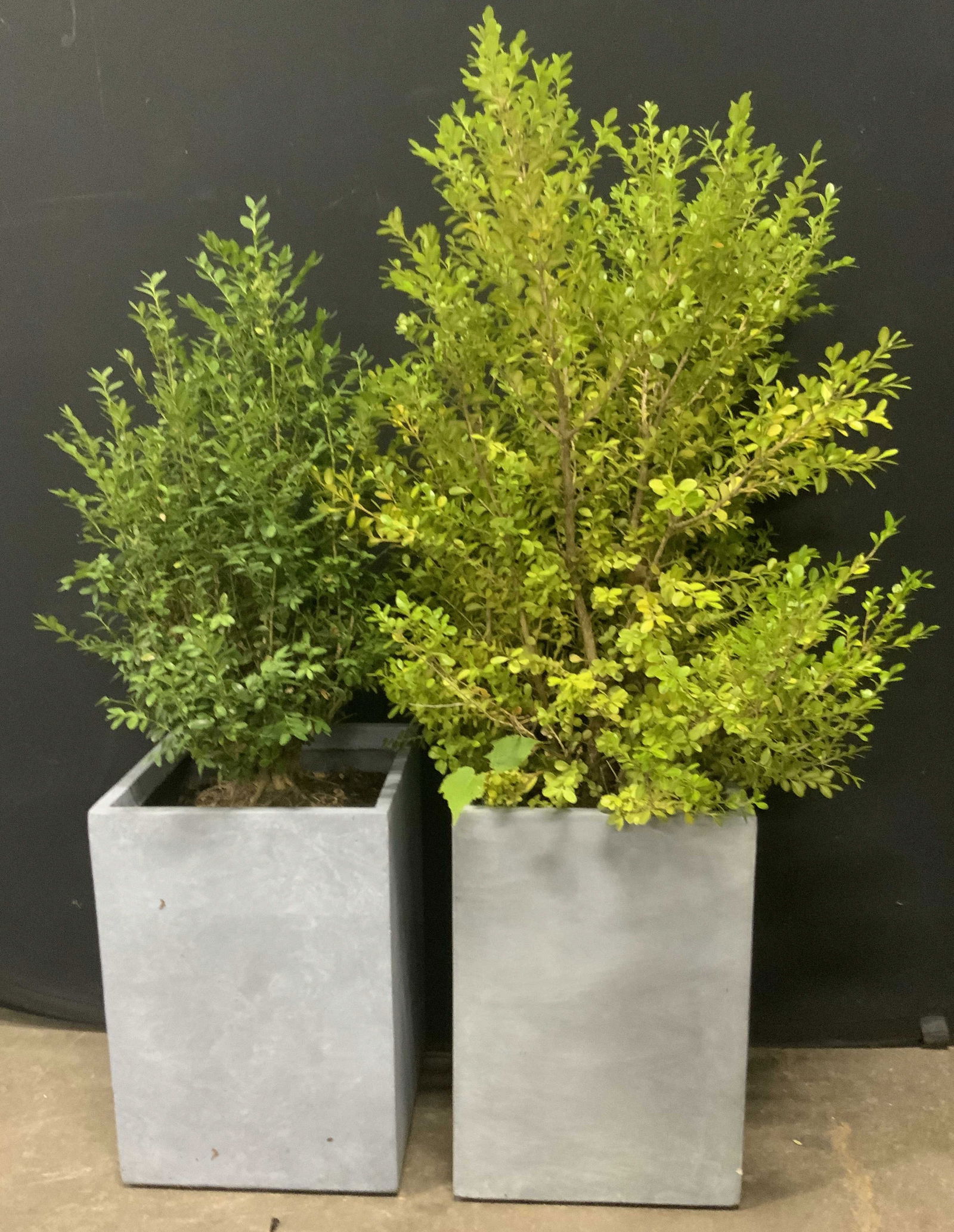 Pair Rectangular Gray Composite Planters (1 of 6)