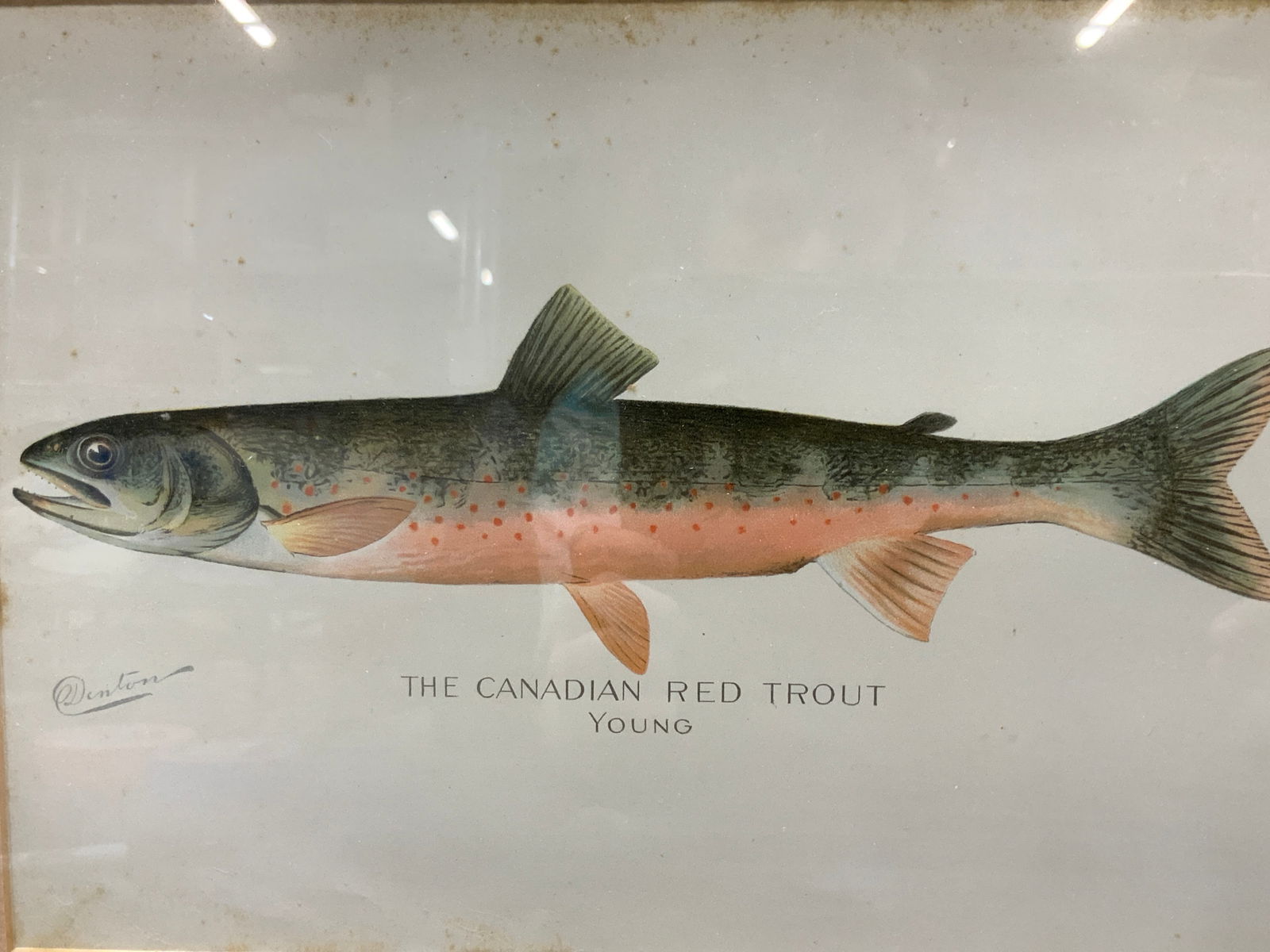 Antq Denton Canadian Red Trout Fish Serigraph 1900 (1 of 11)