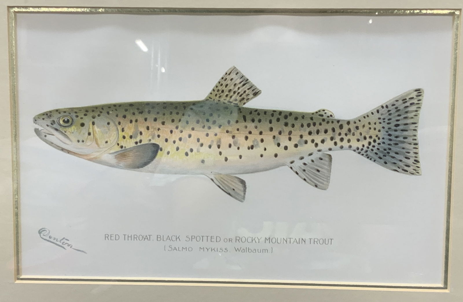 Antq Denton Rocky Mtn Trout Serigraph 1989 (1 of 10)