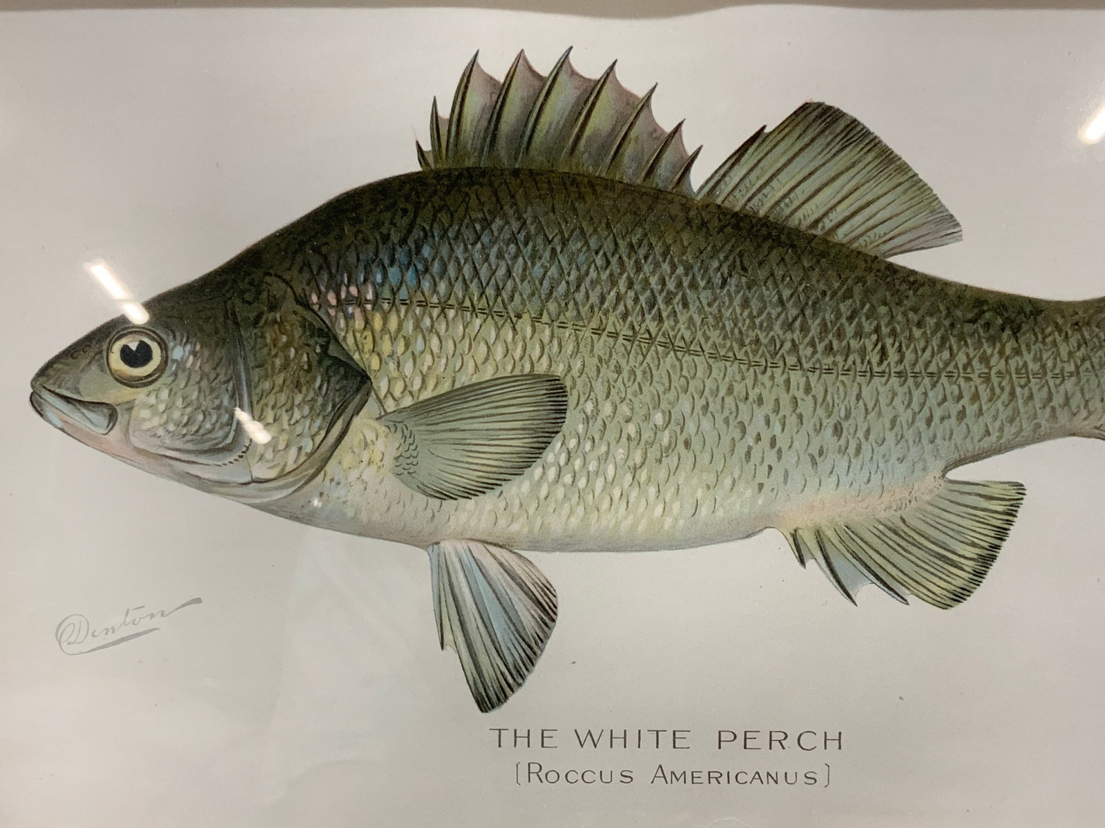 Antq Denton White Perch Serigraph 1907: Stamped on corner Denton. Antique serigraph print, circa 1907 Depicts and reads the White perch. Framed in a red toned wooden frame with green mat board approx 14 x 18 inches window measures 8 x 11 in