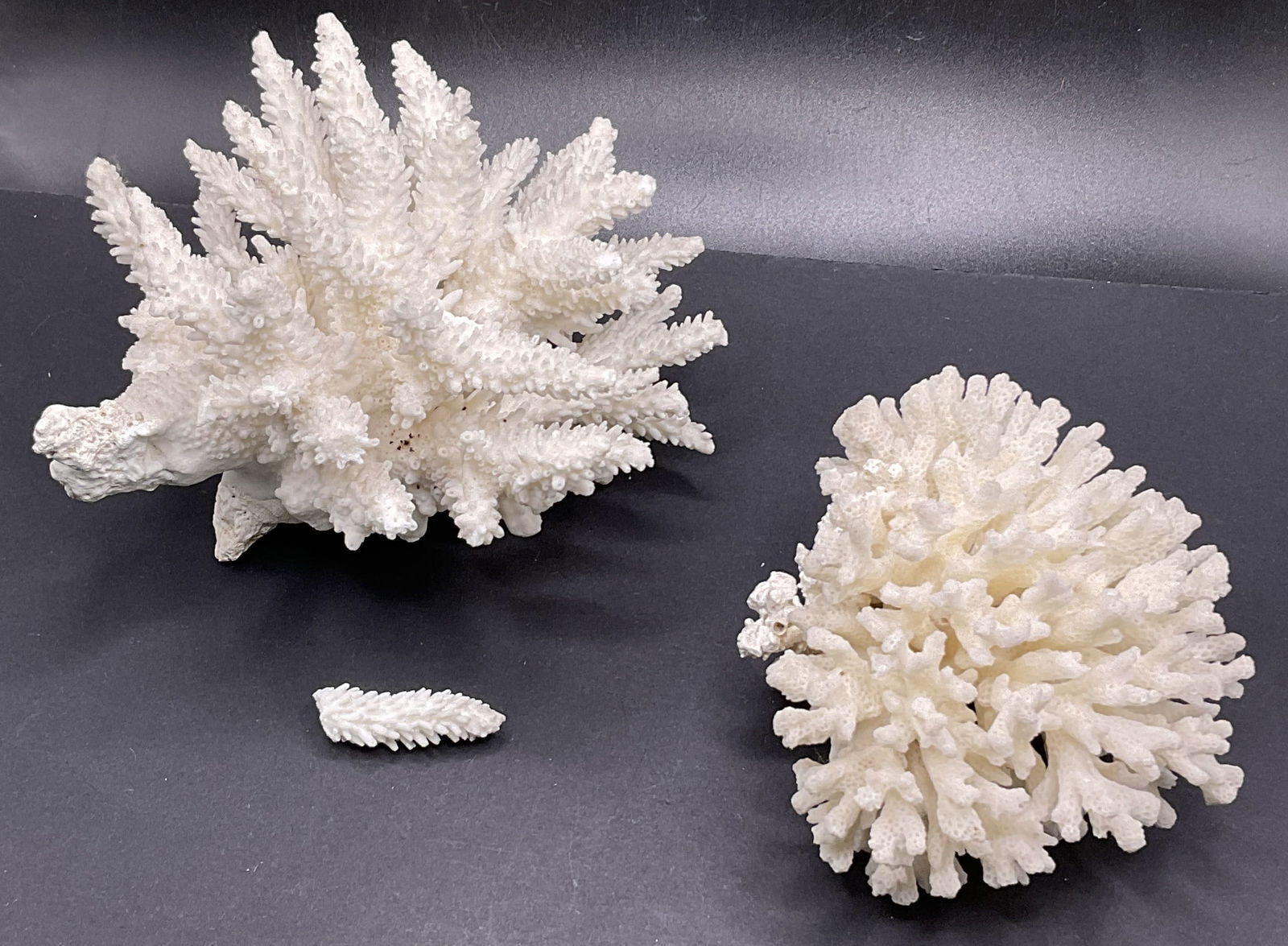 Bleached Coral Specimens (1 of 6)