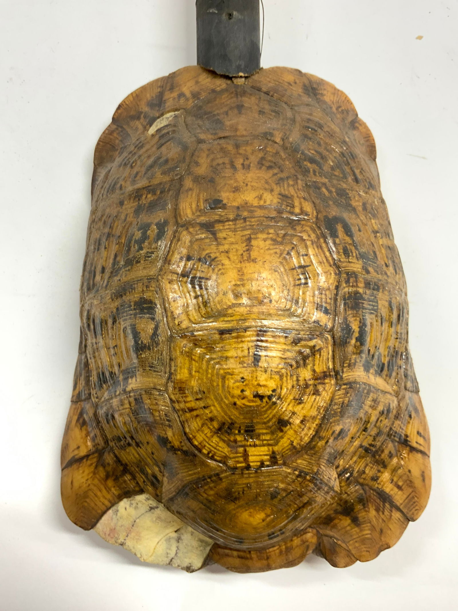 Vintage Moroccan Tortoise Shell Gunibri: Gunibri is tortoise shell and wood. Piece appears to be handmade. Gunibri has carved geometric pattern detail into wood area. Measures approx 27 long 6 inches wide 4 inches deep. Gunibri, Moroccan ins