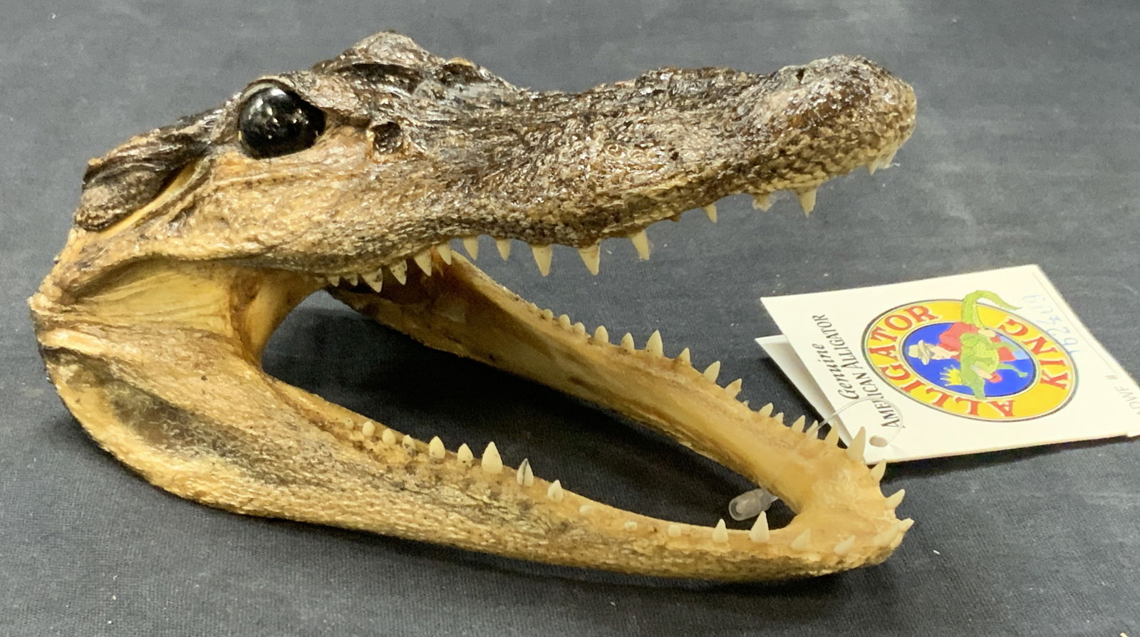 Alligator King Taxidermy Alligator Head, NWT (1 of 7)