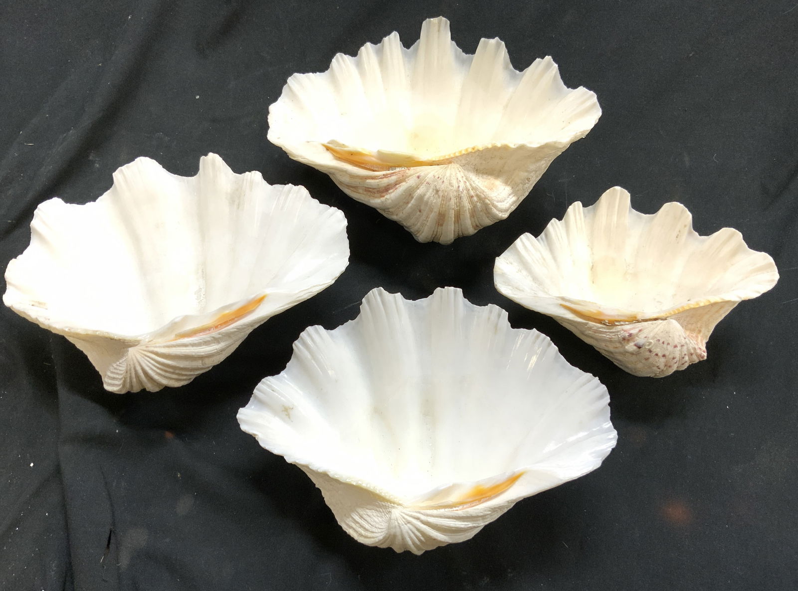 Lot 4 Assorted Clam Shells (1 of 6)