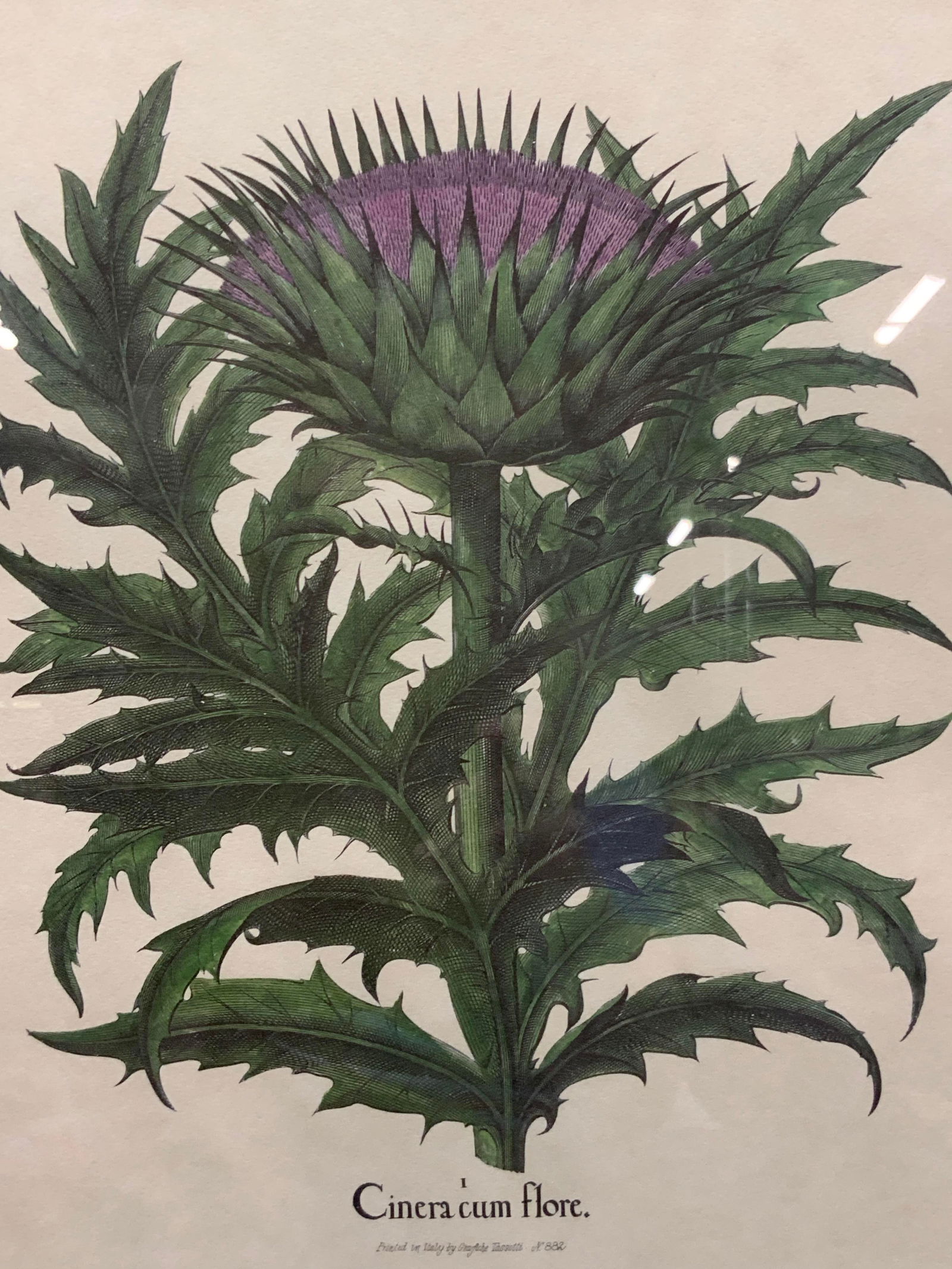 Vntg Thistle Full Color Botanical Litho Italy (1 of 8)