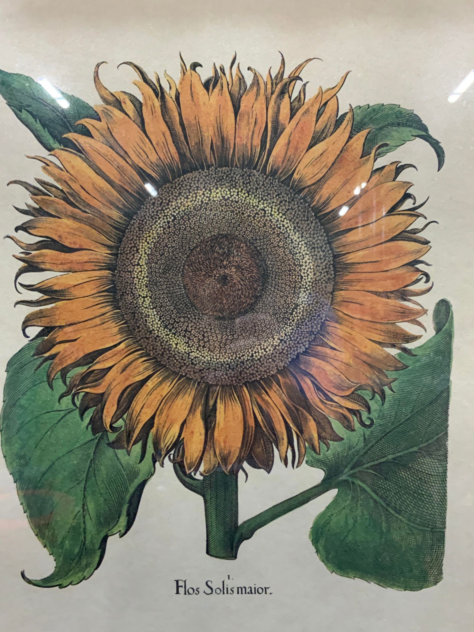 Vntg full Color Sunflower Botanical Litho Italy (1 of 8)