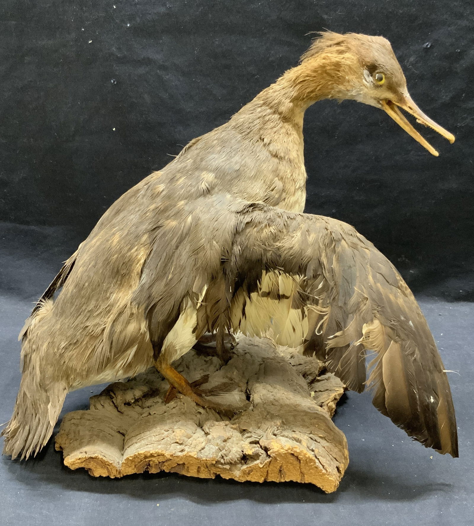 Vintage Taxidermy Duck Display (1 of 7)