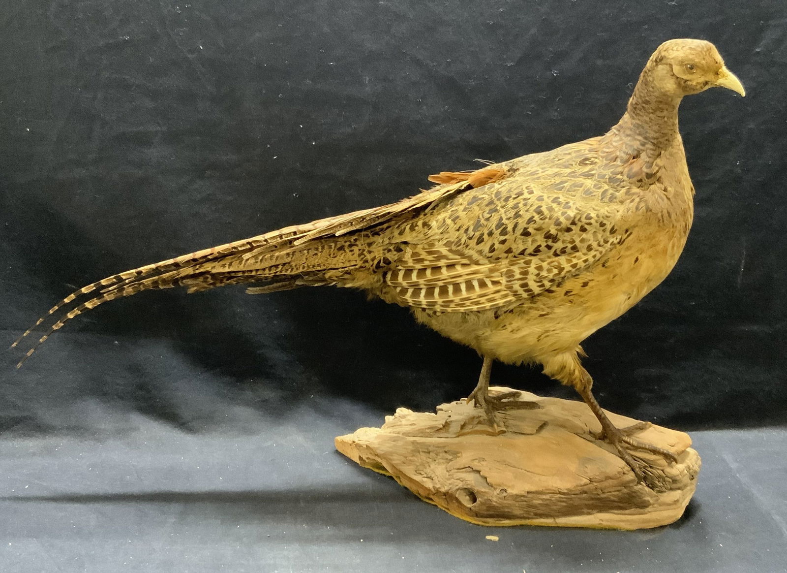 Vintage Taxidermy Pheasant Display (1 of 8)