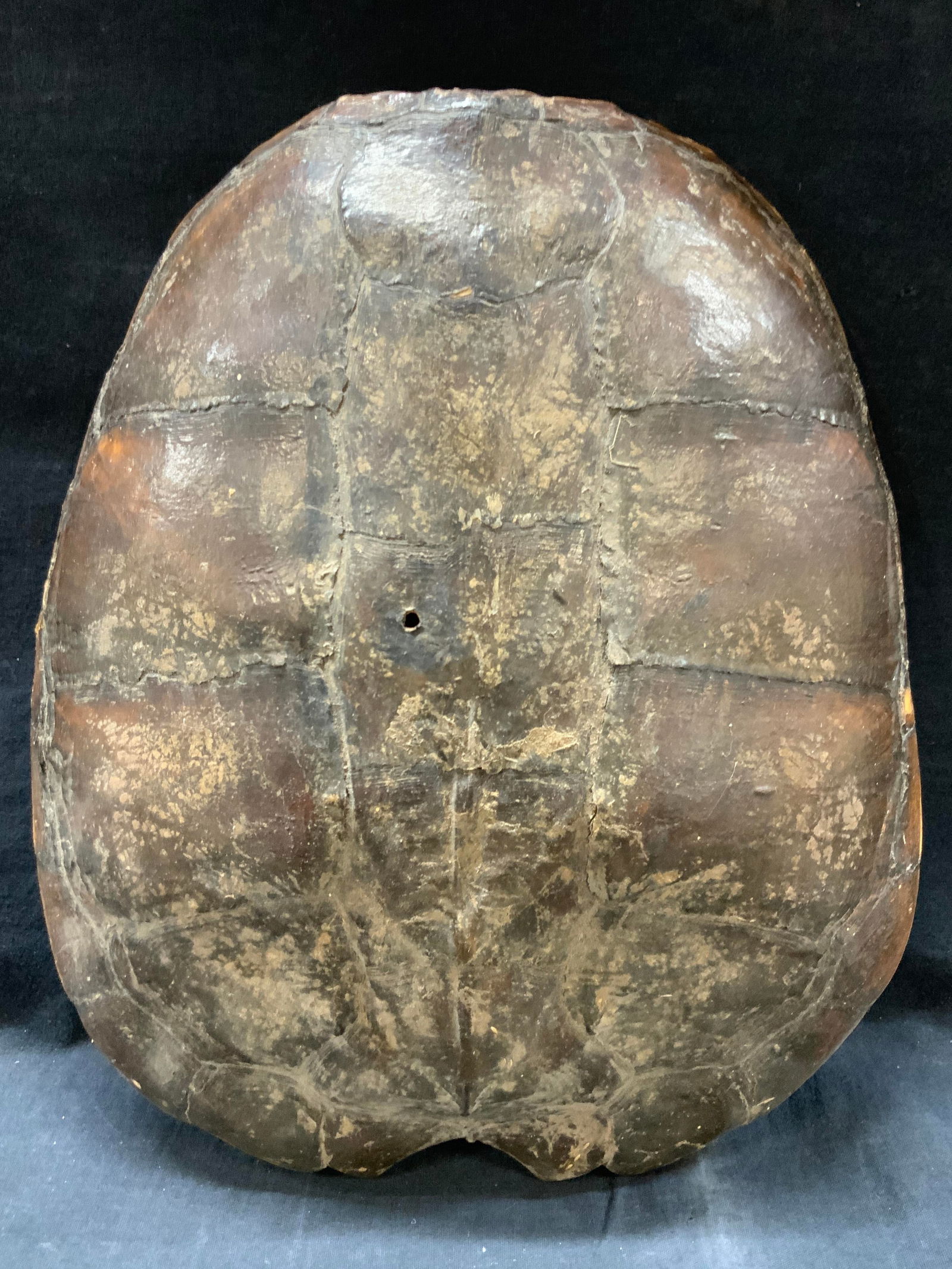 14 x 11 Inch Turtle Shell (1 of 8)