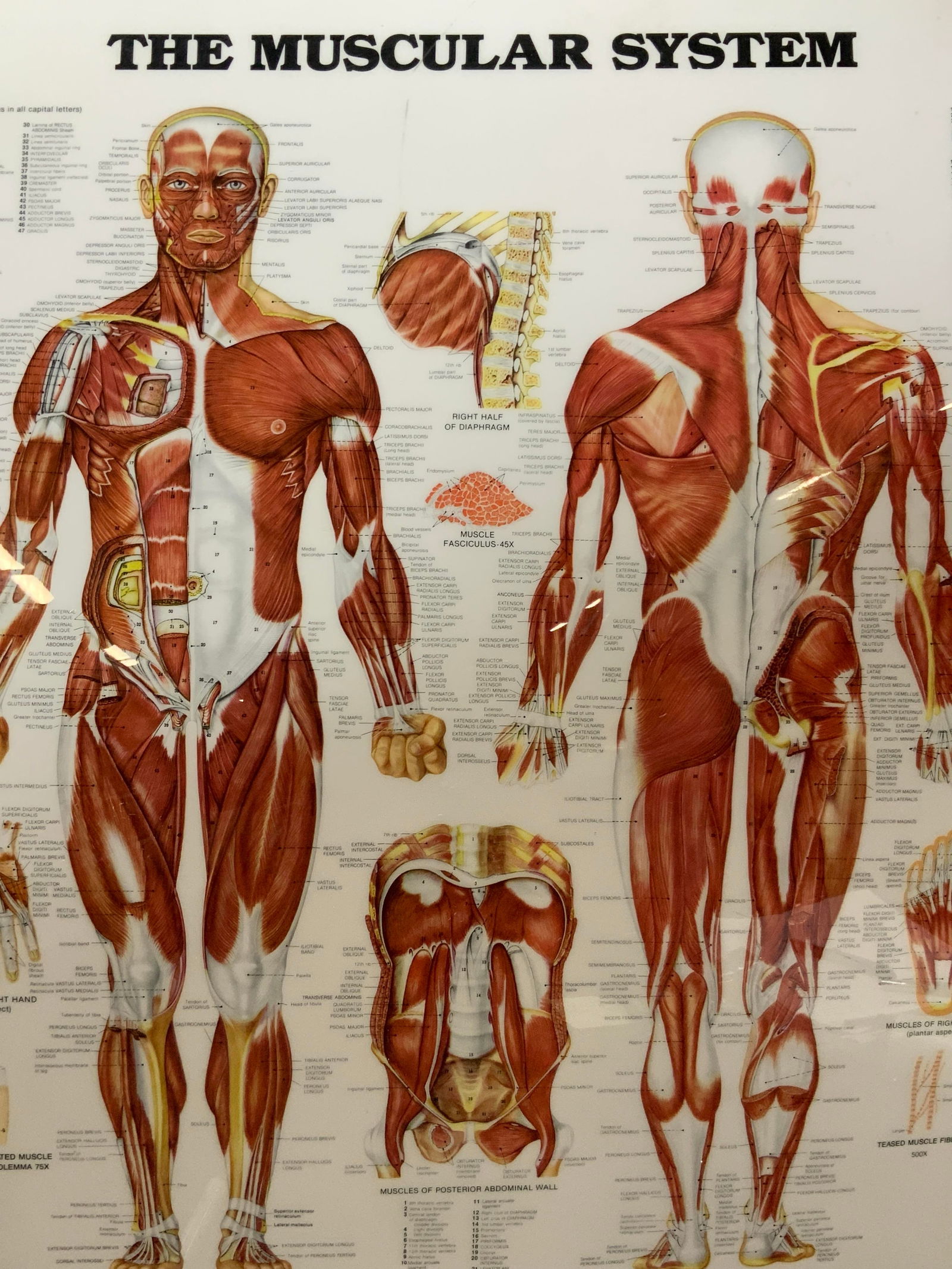 1986 Muscular System Chart, Acrylic (1 of 8)