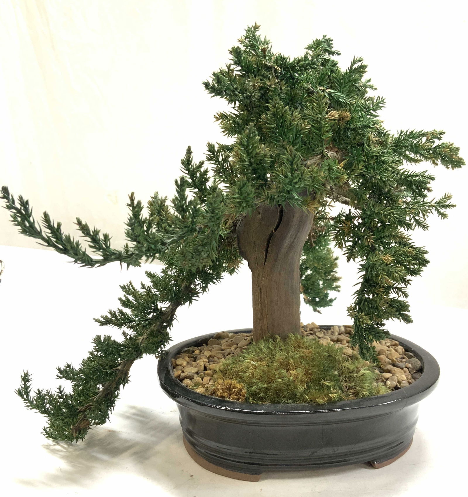 Faux Bonsai Tree in Terra Cotta Planter (1 of 6)