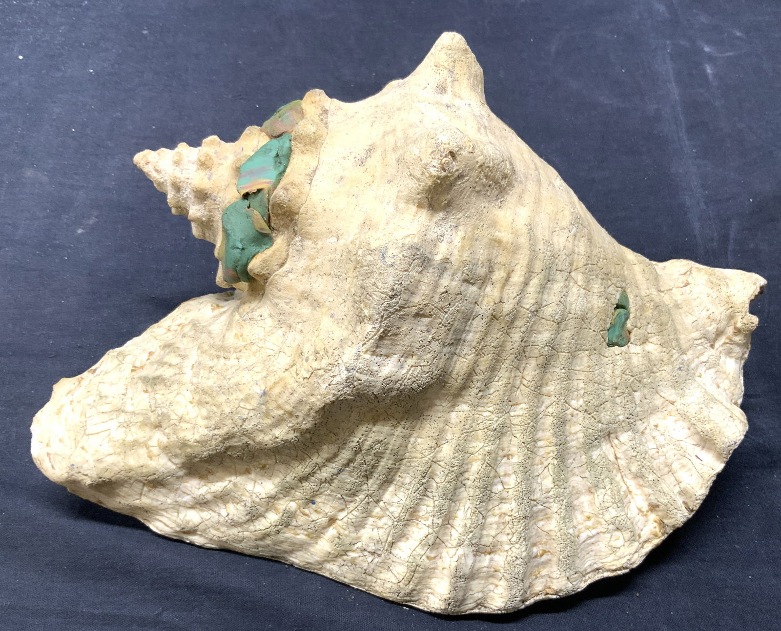 Conch Shell W Pink Interior 11 in (1 of 6)