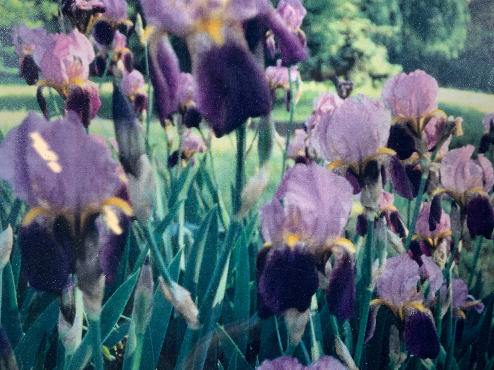 Framed Photograph of Irises in Garden: Framed Photograph. Photo depicts A cluster of Irises in a garden. Framed in wooden frame. Frame measures approx. 11 W x 9 H in. Window measures approx. 9.5 W x 7.5 H in. Not viewed outside of frame. M