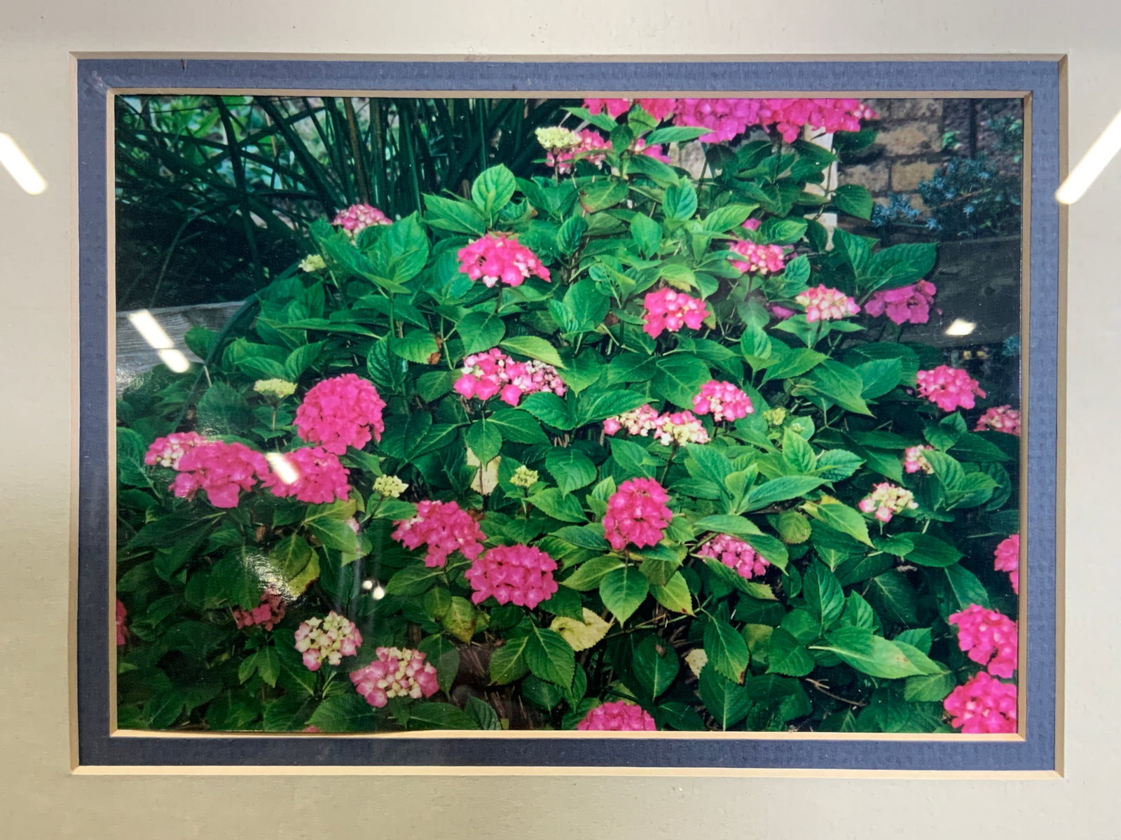 Framed Hydrangea Bush Botanical Photograph: Framed Photograph. Subject depicts a hydrangea bush. Framed in wooden frame with a bamboo motif. Frame measures approx. 11W x 9 H in. Window measures approx. 9.5 W x 7.5 H in. Not viewed outside of fr