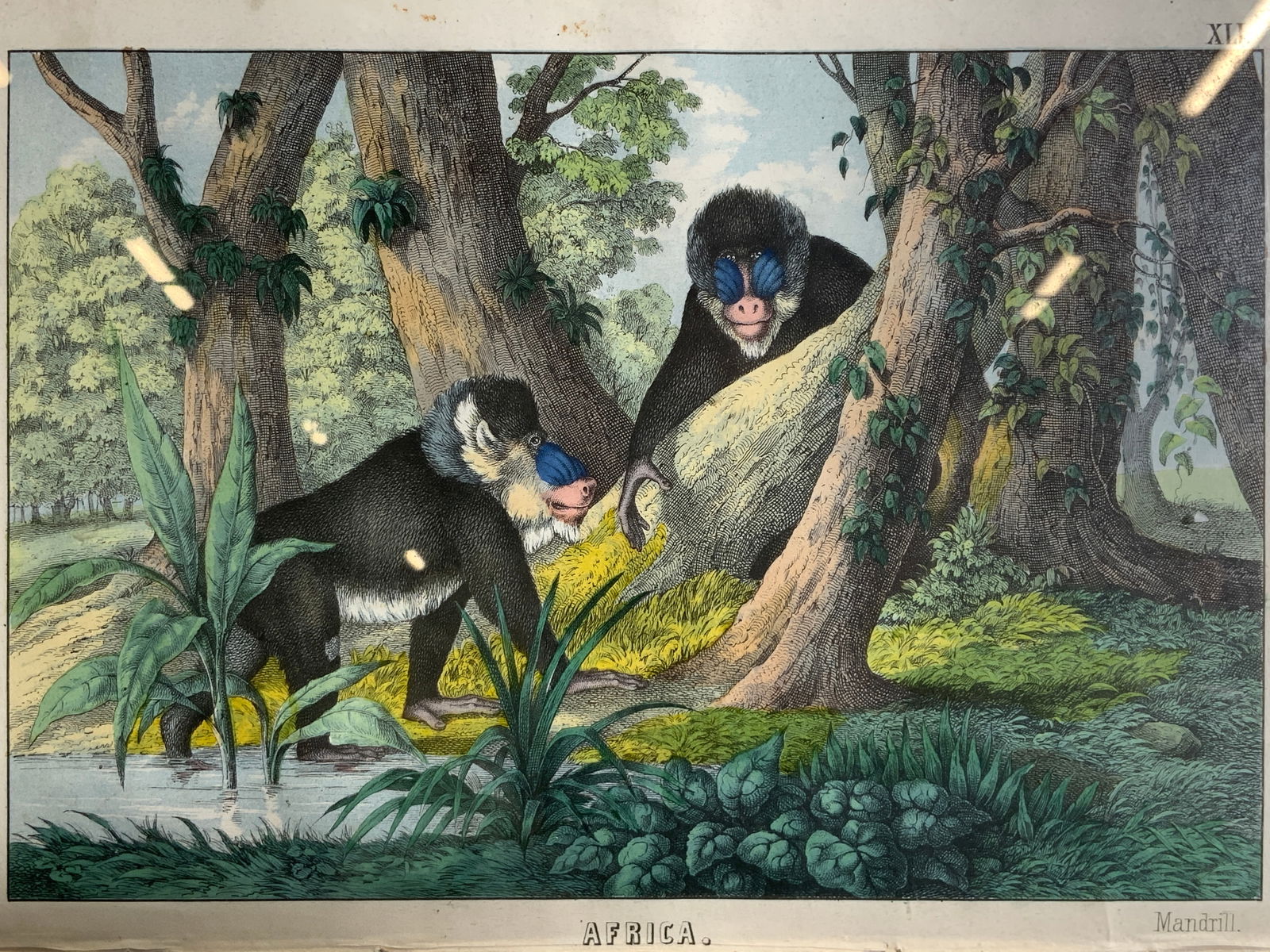 Antq Lithograph Mandrill Monkey Picture Book 1860s (1 of 11)