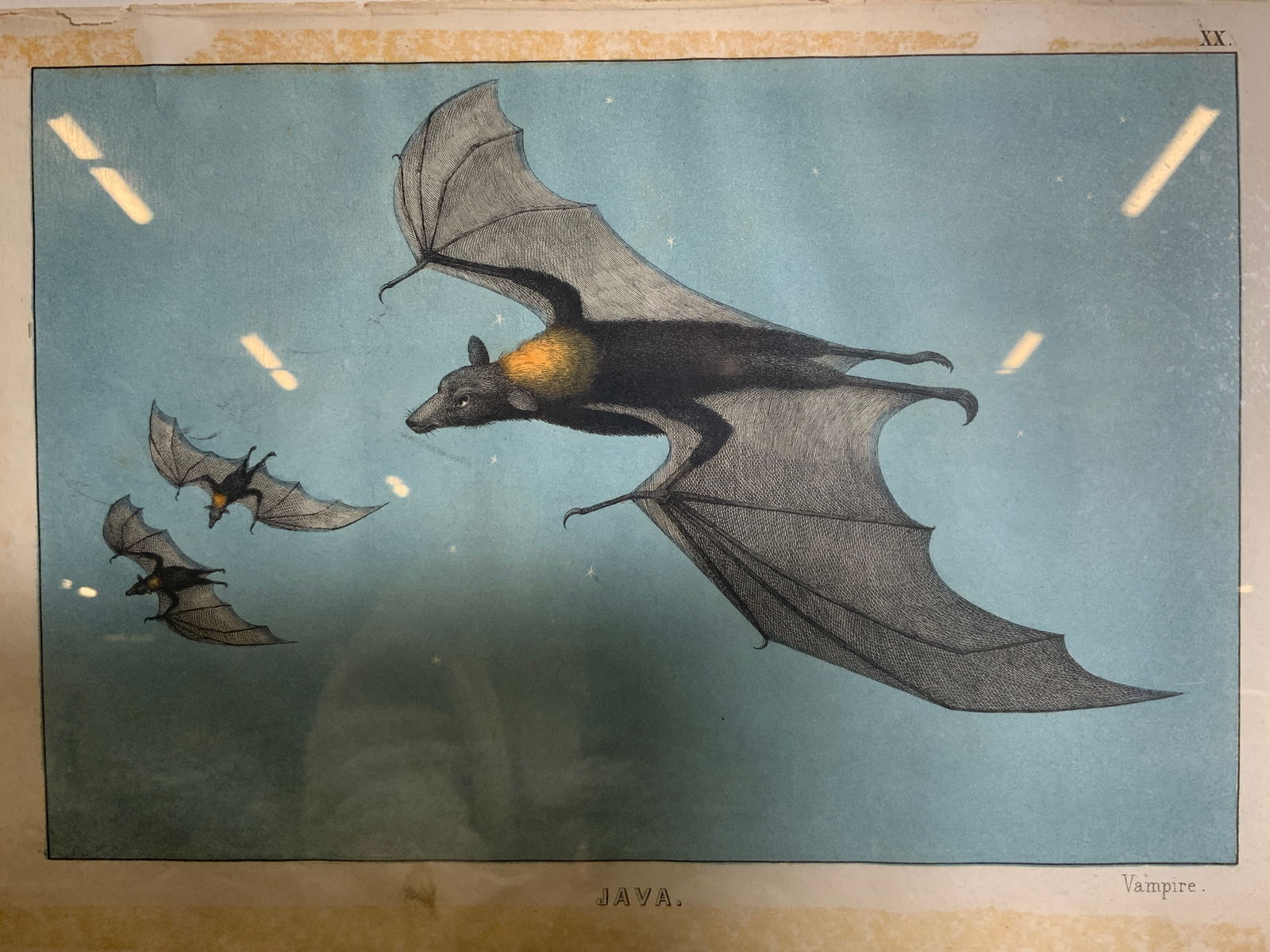 Antique Lithograph Java Vampire Edinburgh 1860s (1 of 10)