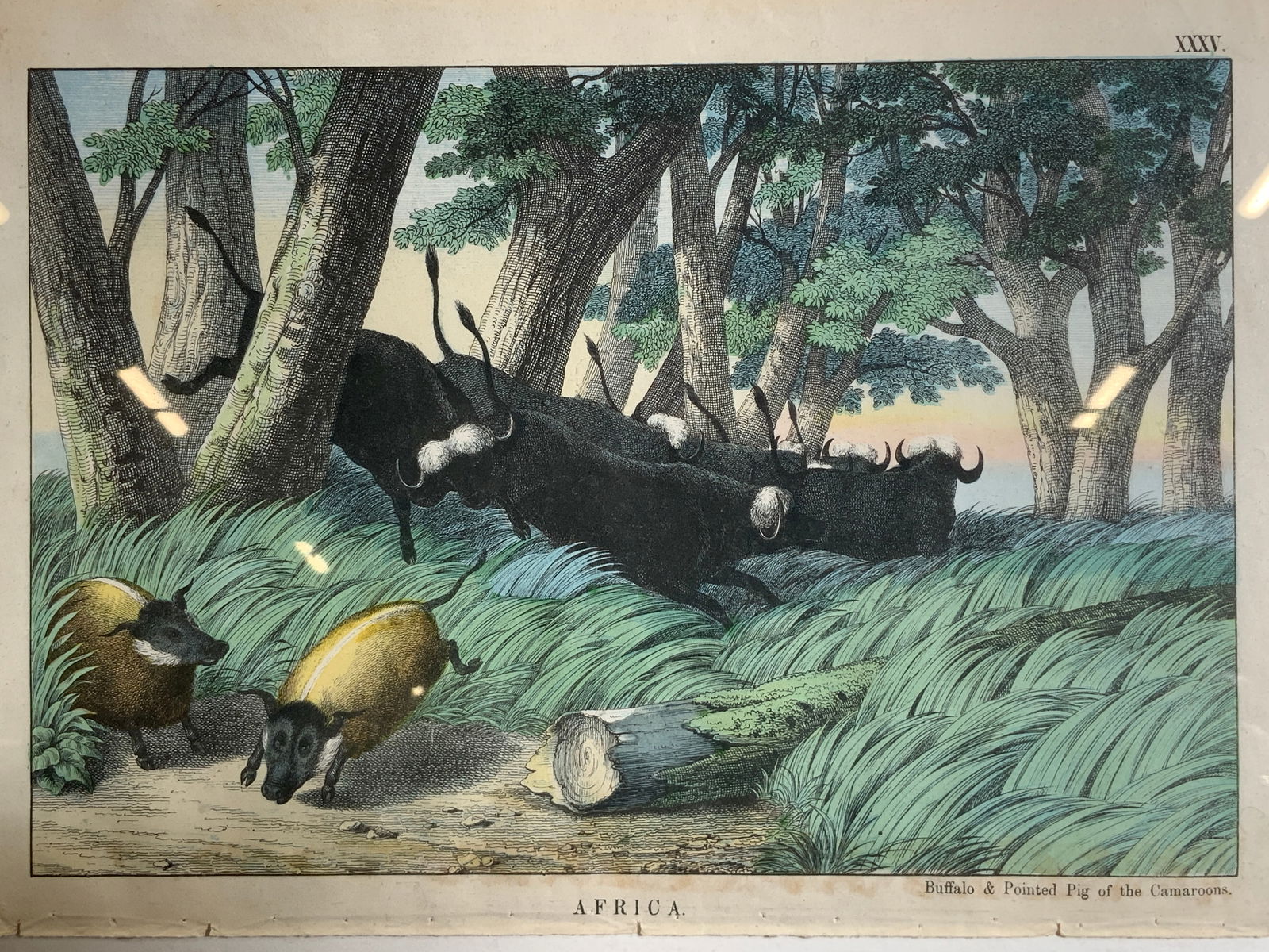 Antique Lithograph Buffalo & Pig of the Camaroons (1 of 11)