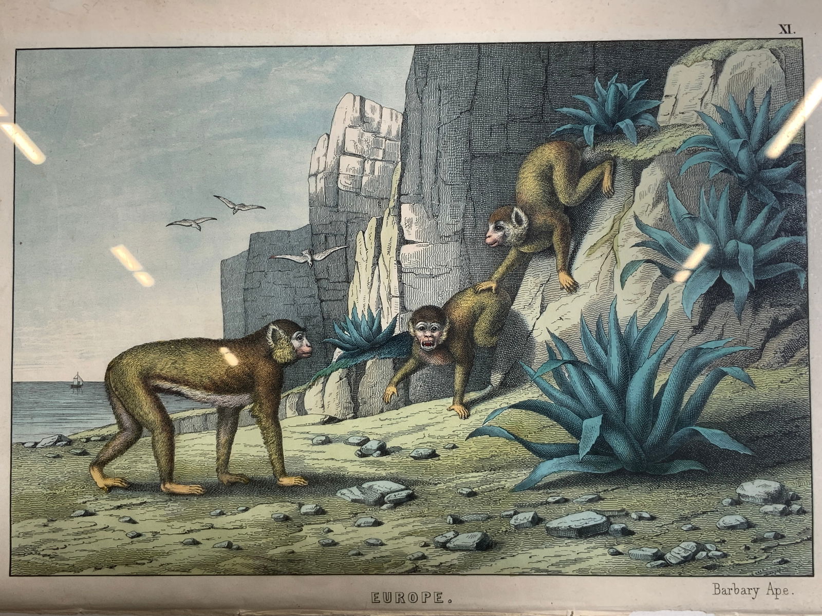 Antique Lithograph Barbary Apes Edinburgh 1860s (1 of 12)