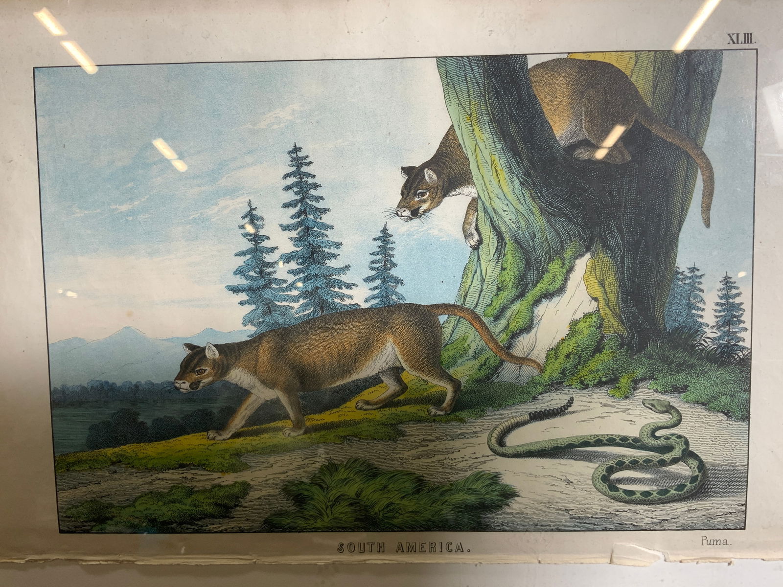 Framed Antique Lithograph Pumas Edinburgh 1860s (1 of 10)