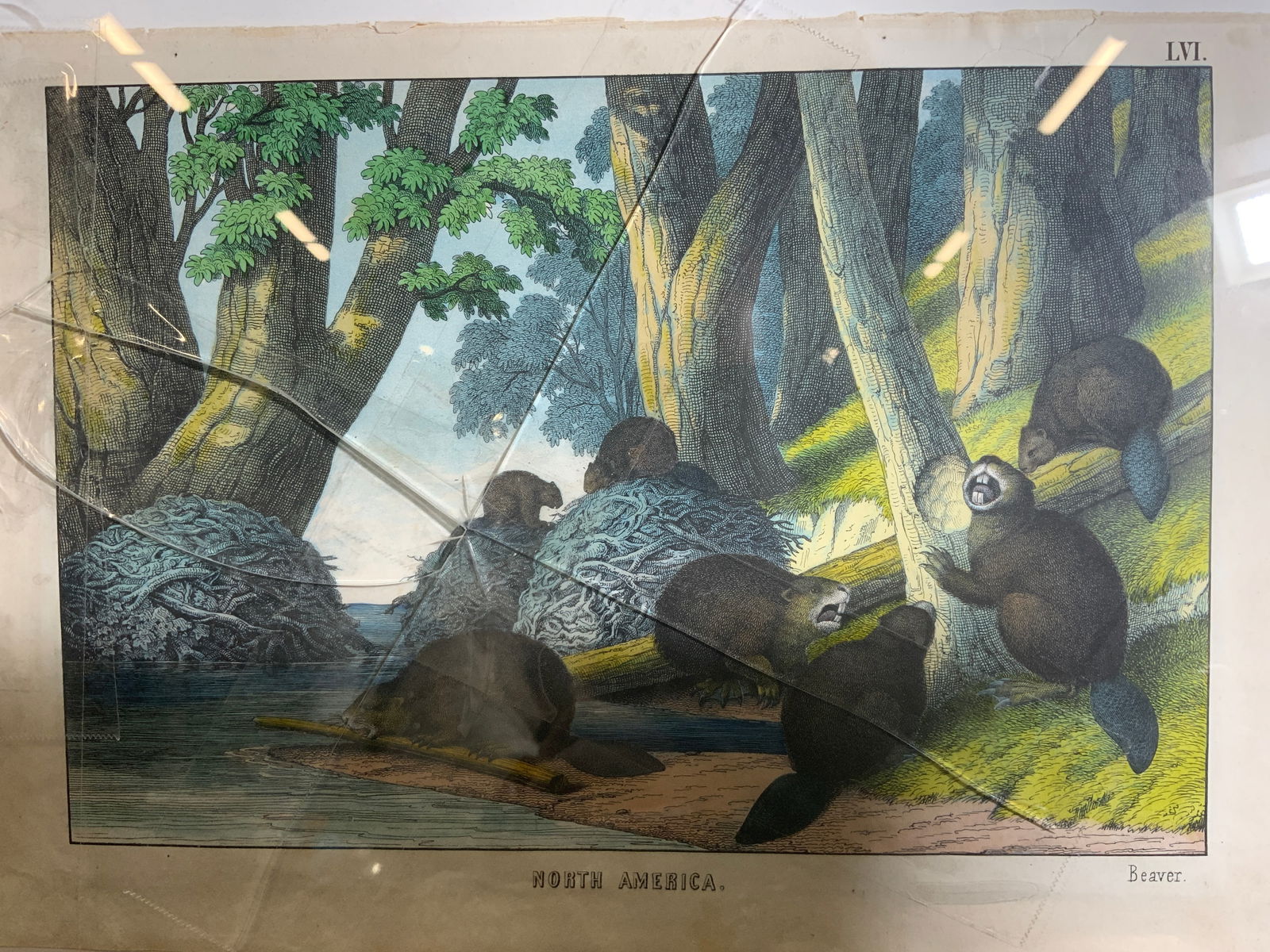 Antique Lithograph Beavers Dam Edinburgh 1860s (1 of 12)