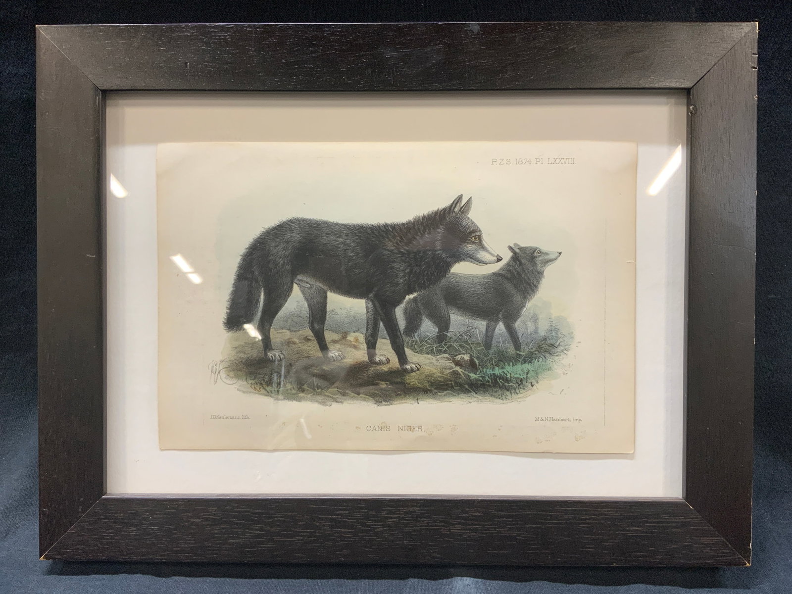 Antique J.G Keulemans Lithograph African Wolves: Lithograph on paper. Titled Canis Niger. Original art done by J.G. Keulemans. Printed by M&N Hanhart. Top right of litho reads P.Z.S.184.P1. LXXVIII. Subject depicts two African wolves in the wild. Si