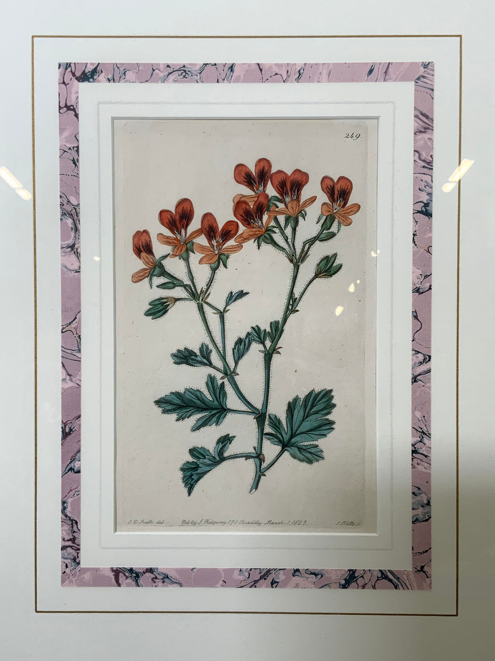 ANTQ Original Hand Colored Botanical Engraving 1825 (1 of 9)