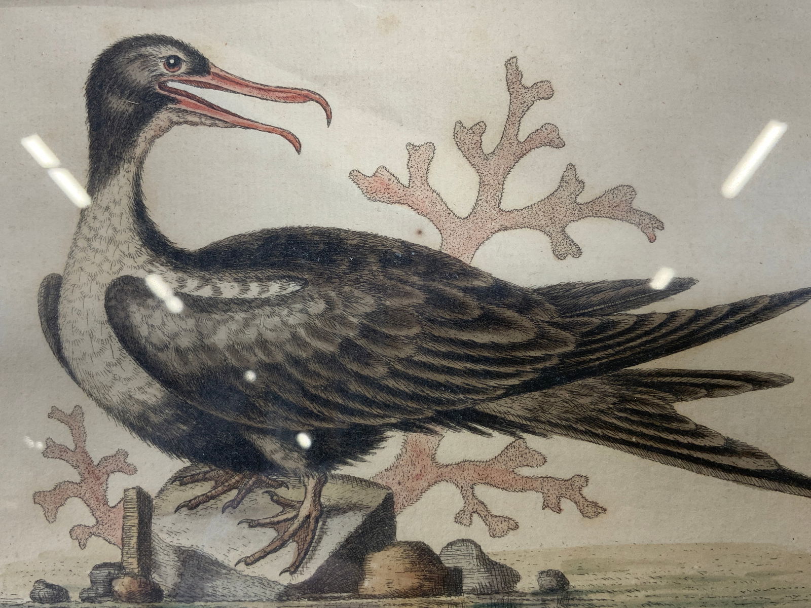 Antq. Man of War Bird Etching Natural History 1758 (1 of 11)