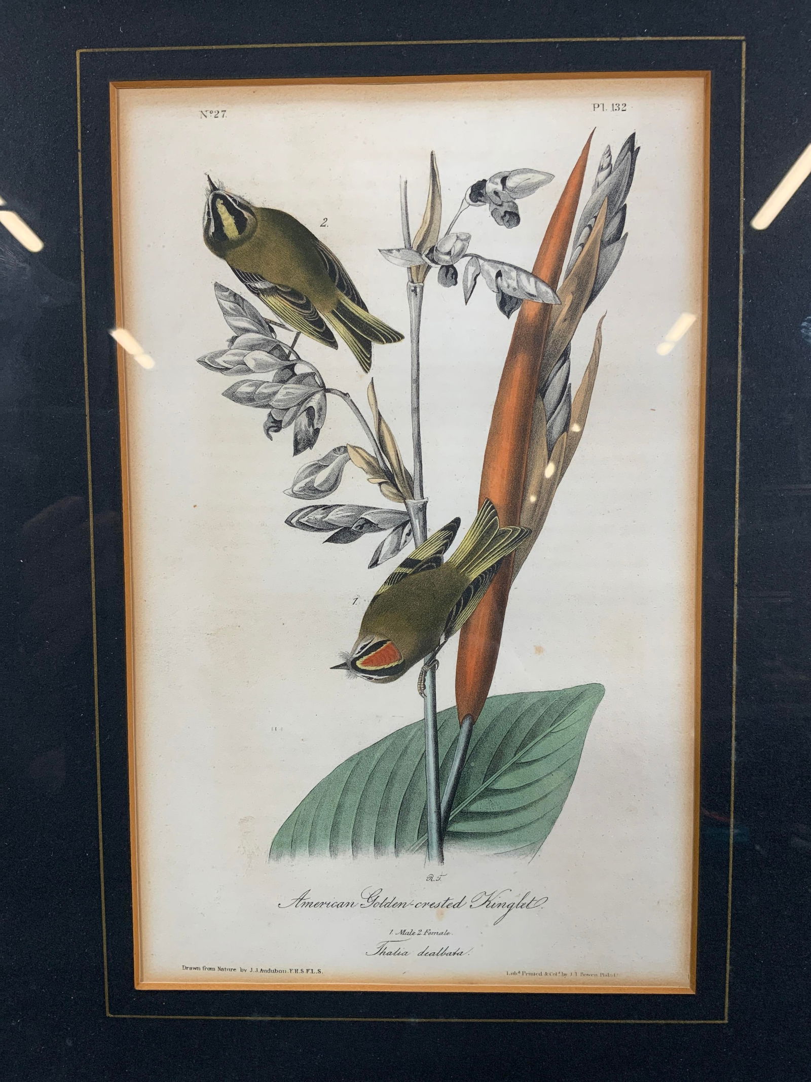 American Golden Crested Knight Hand Colored Litho (1 of 10)