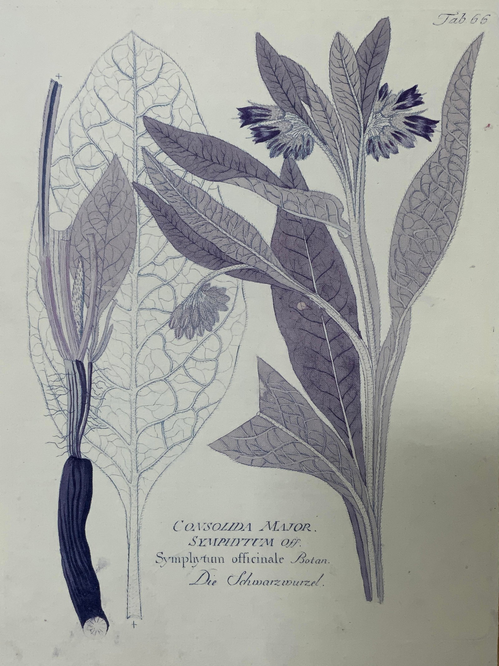 Horticulture Fern Matted Lithograph Symphytum: Lithograph on paper. Subject depicts a Symphytum officinale, or a comfrey plant. Used in medicine for lowering inflammation from sprains or broken bones. Lower caption reads CONSOLIDA MAJOR. SEMPEDTEM